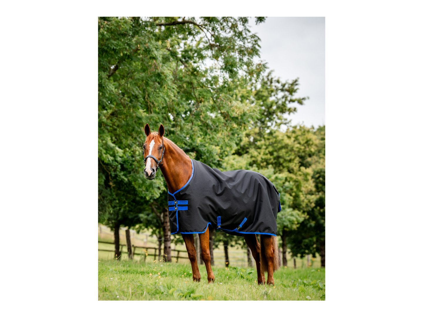 Horseware Ausreitdecke Outdoordecke Amigo Ripstop Turnout 100g in schwarz/classic blue
