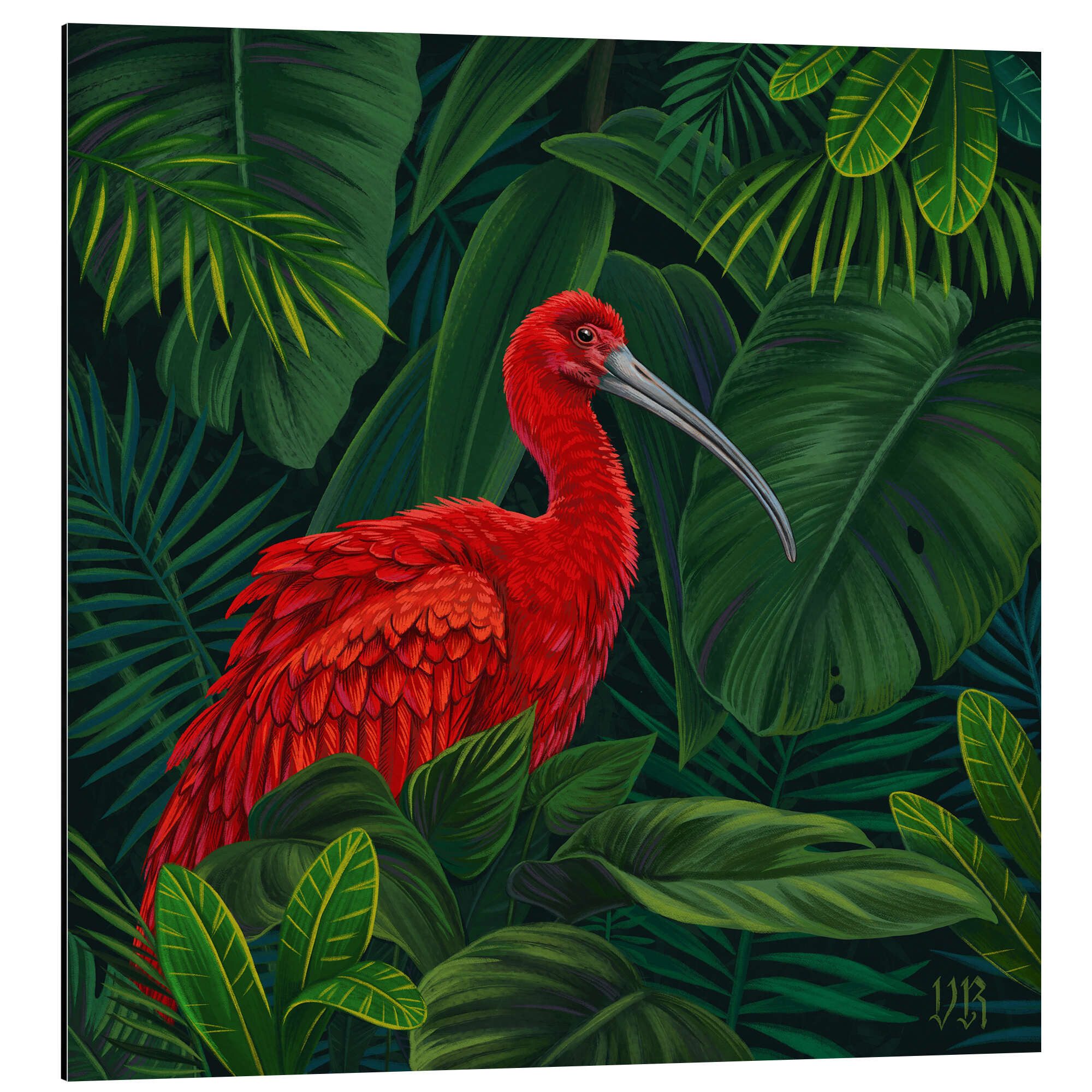 Posterlounge Wandbild Scharlachroter Ibis, Vasilisa Romanenko, erhältlich als Poster, Leinwandbild, Wandsticker oder Acrylglasbild