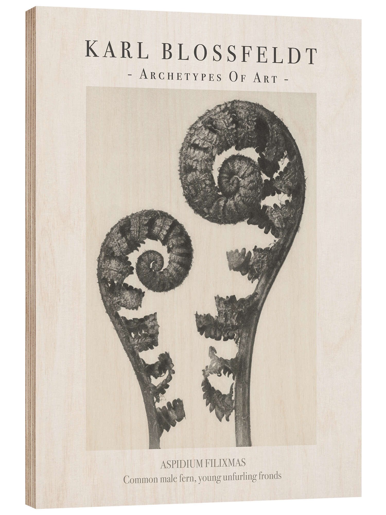 Posterlounge Wandbild Common male fern, Karl Blossfeldt, erhältlich als Poster, Leinwandbild, Wandsticker oder Acrylglasbild
