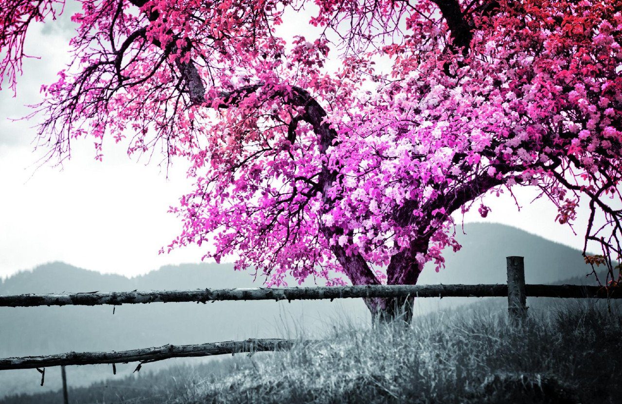 The Wall - the art of framing AG Wandbild Deco-Panel Bild - Rosa Baum 90 x 58 cm, Natur