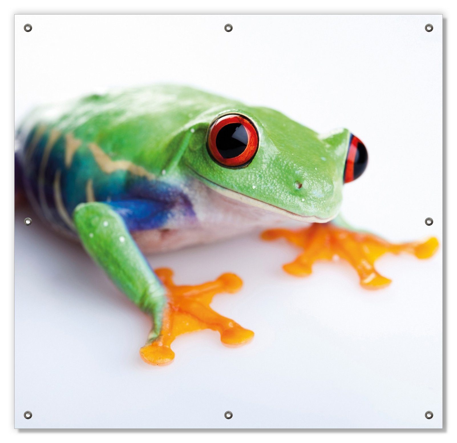 Sonnenschutz Lustiger Frosch in grün und orange, Wallario, blickdicht, mit Saugnäpfen, wiederablösbar und wiederverwendbar