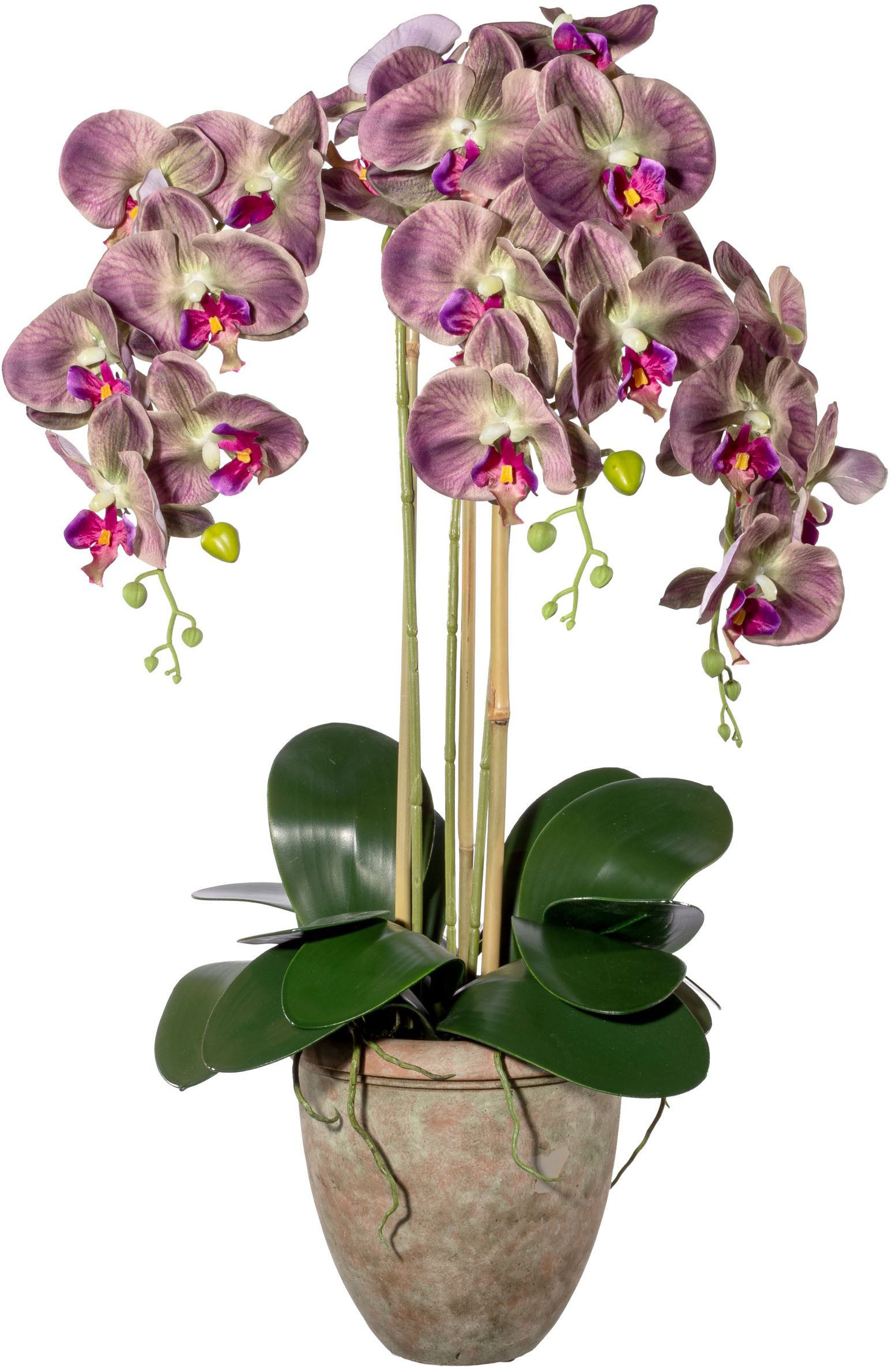 Kunstorchidee Orchidee Phalaenopsis Orchidee, Creativ green, Höhe 75 cm, mi günstig online kaufen