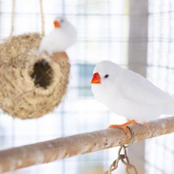 relaxdays Vogelhaus Vogelnest für Käfig Kugel-Form