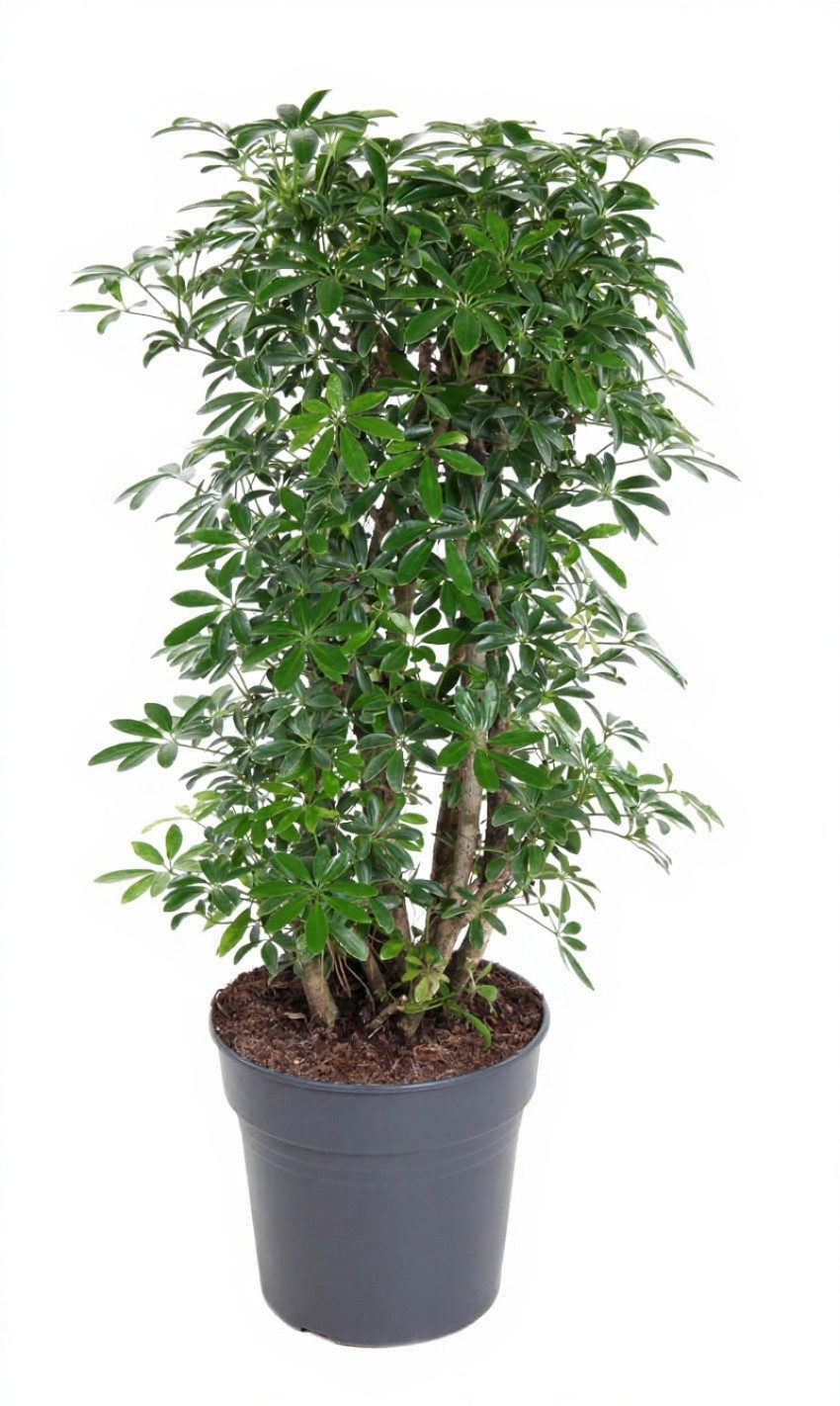 Pflanzen für Dich Zimmerpflanze Schefflera luseana, 1 St., großblättrig, luftreinigend