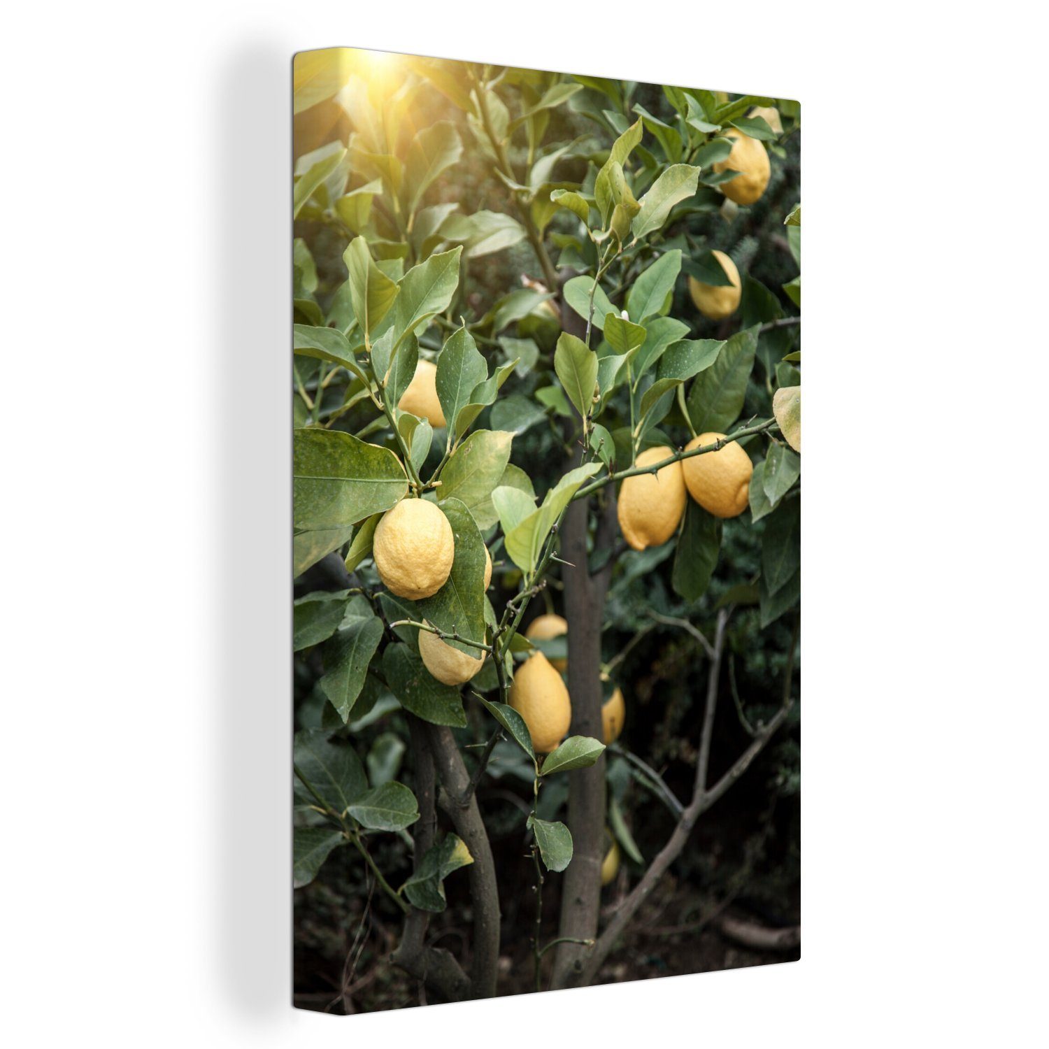 (1 eines Leinwandbild OneMillionCanvasses® 20x30 St), bespannt Gemälde, cm Leinwandbild Zackenaufhänger, Zitronenbaums, fertig inkl. Nahaufnahme