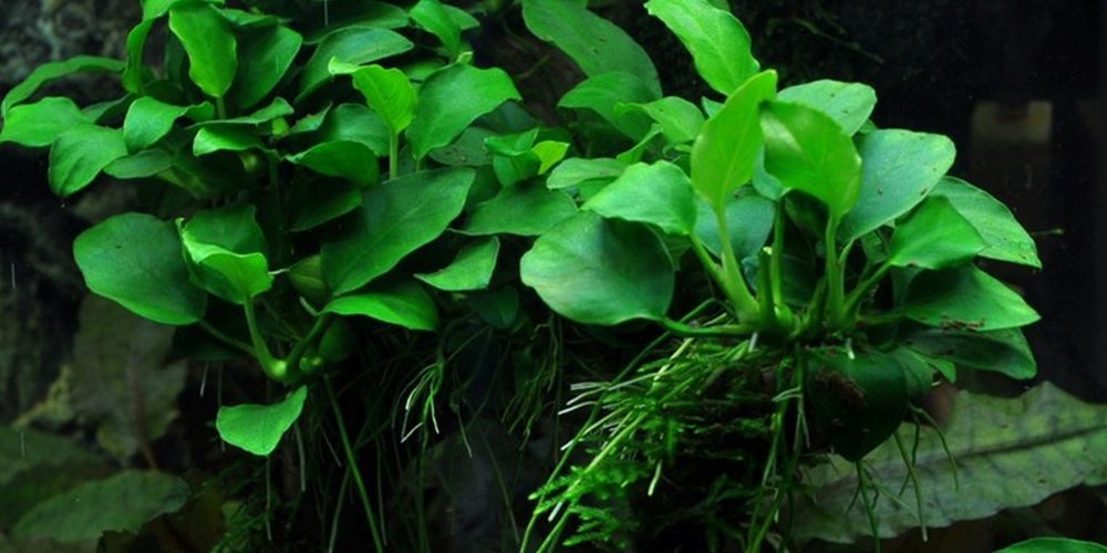 Aquaone Wasserpflanze Aquariumpflanze Anubias 'Petite' Nr.301H günstig online kaufen