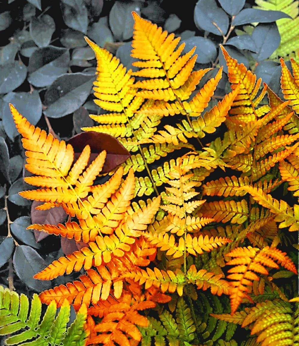 BALDUR Garten Staude Schmuck-Farn 'Golden Brilliant', 1 St., Schmuckfarne,winterhart, mehrjährig, pflegeleicht