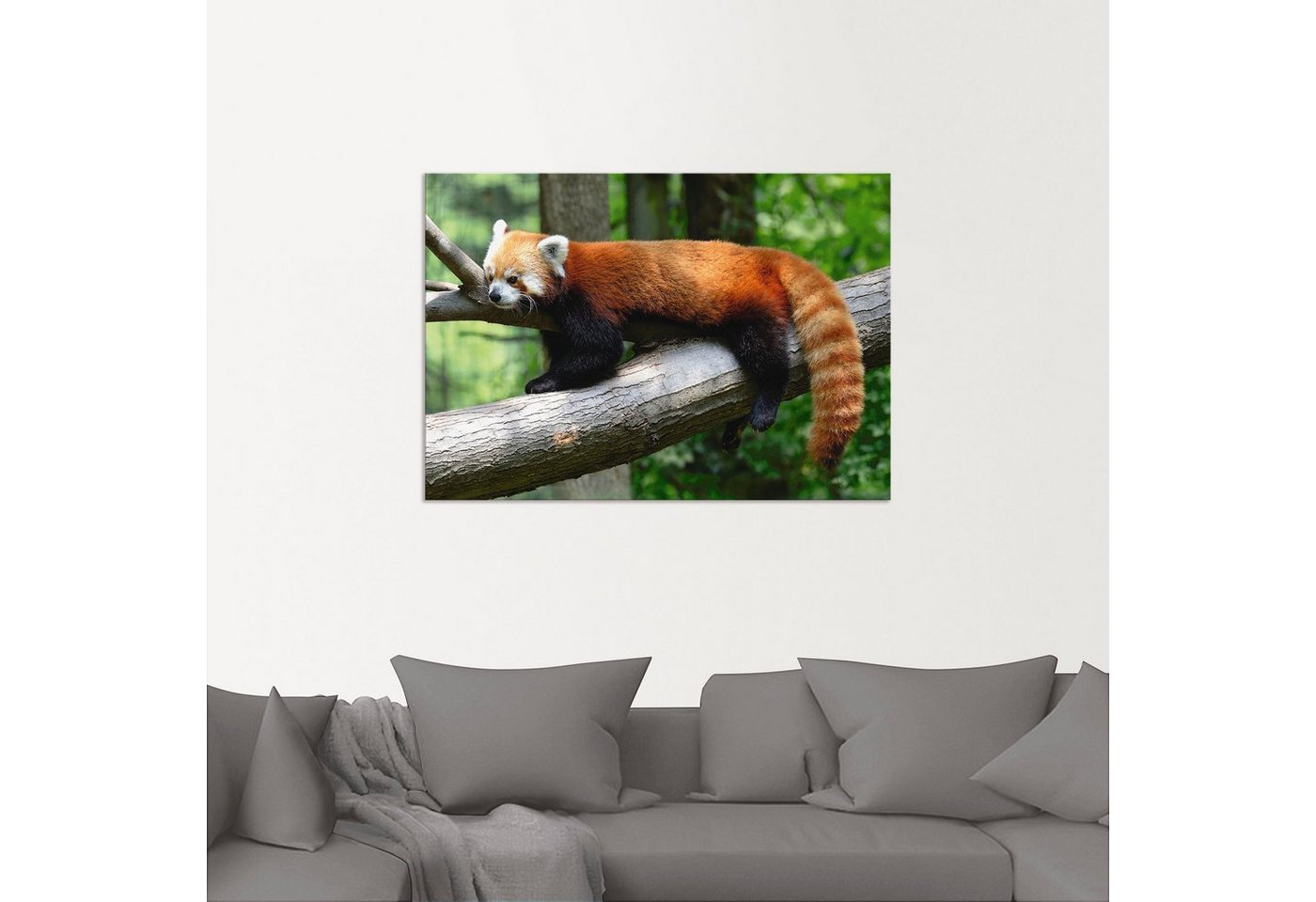 Artland Wandbild »Roter Panda«, Wildtiere (1 Stück), in vielen Größen & Produktarten - Alubild / Outdoorbild für den Außenbereich, Leinwandbild, Poster, Wandaufkleber / Wandtattoo auch für Badezimmer geeignet-HomeTrends