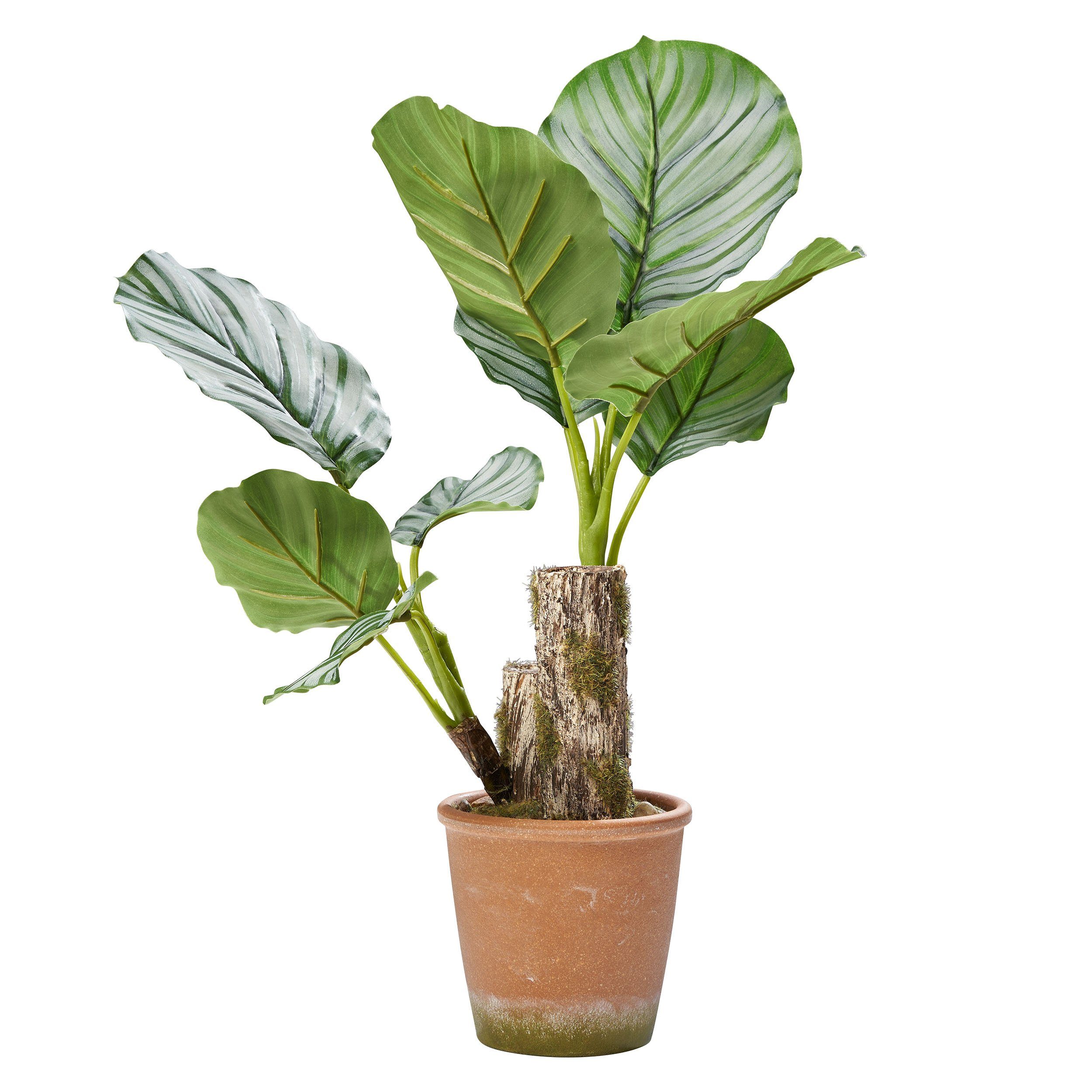 Künstliche Zimmerpflanze Dekopflanze Amare home, 45 Calatheapflanze, cm Höhe