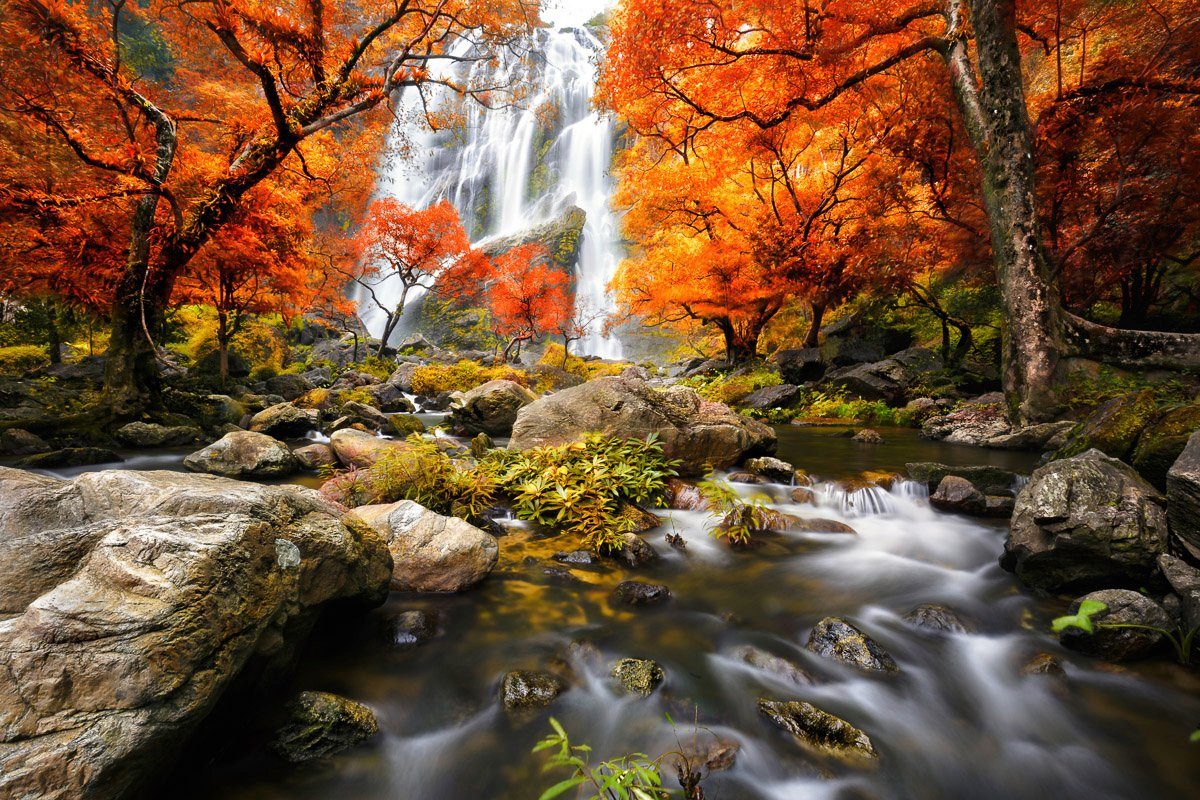 Fototapete Wald mit Fluss