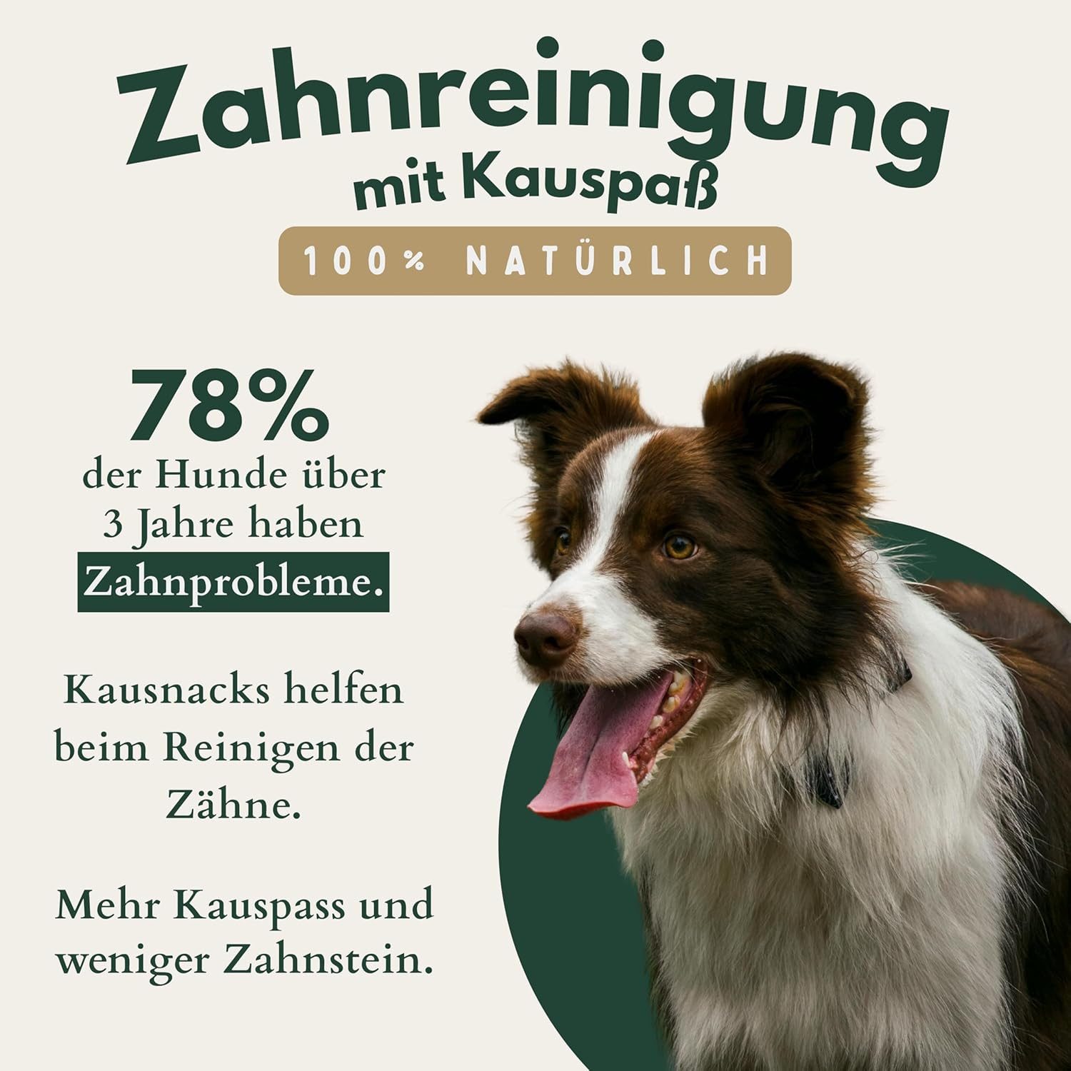 Breers Pet Food XXL Rinderohren mit Muschel getrocknet 10 Stück Kausnack Hundeleckerlie, Einzelfuttermittel für Hunde für: Hunde, Harter Kauartikel, Leckerli getreidefrei, Hundesnack zuckerfrei
