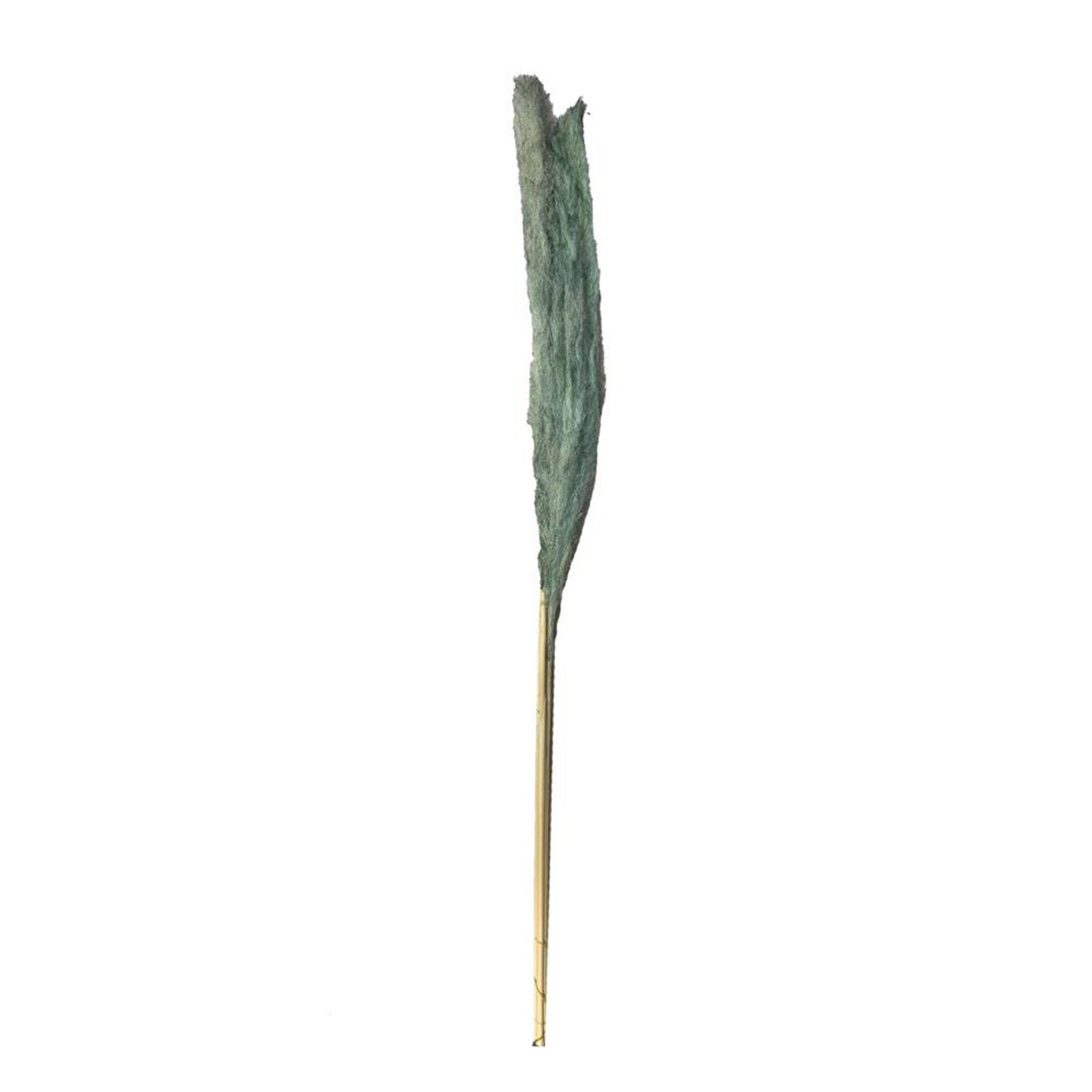 Trockenblume Pampasgras grün - Pampas grass - Cortaderia - 150 cm - 3 Stück, DIJK