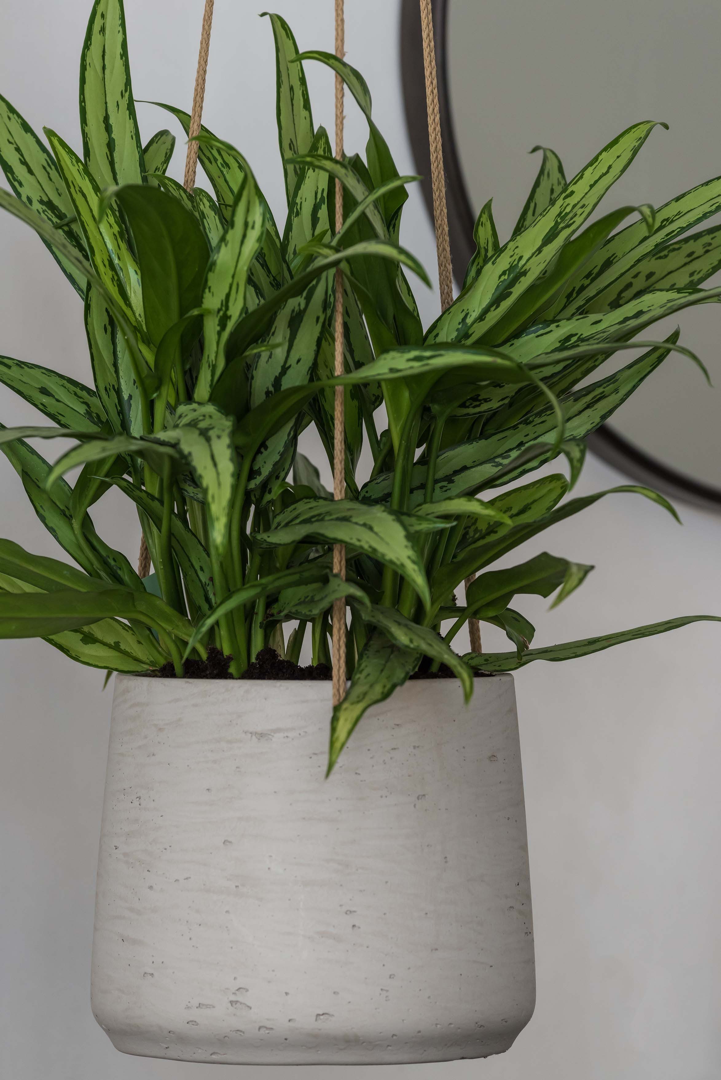 finestgreen Blumenampel Hanging Patt, Frostfest & UV-beständig – für Innen- und Außenbereich