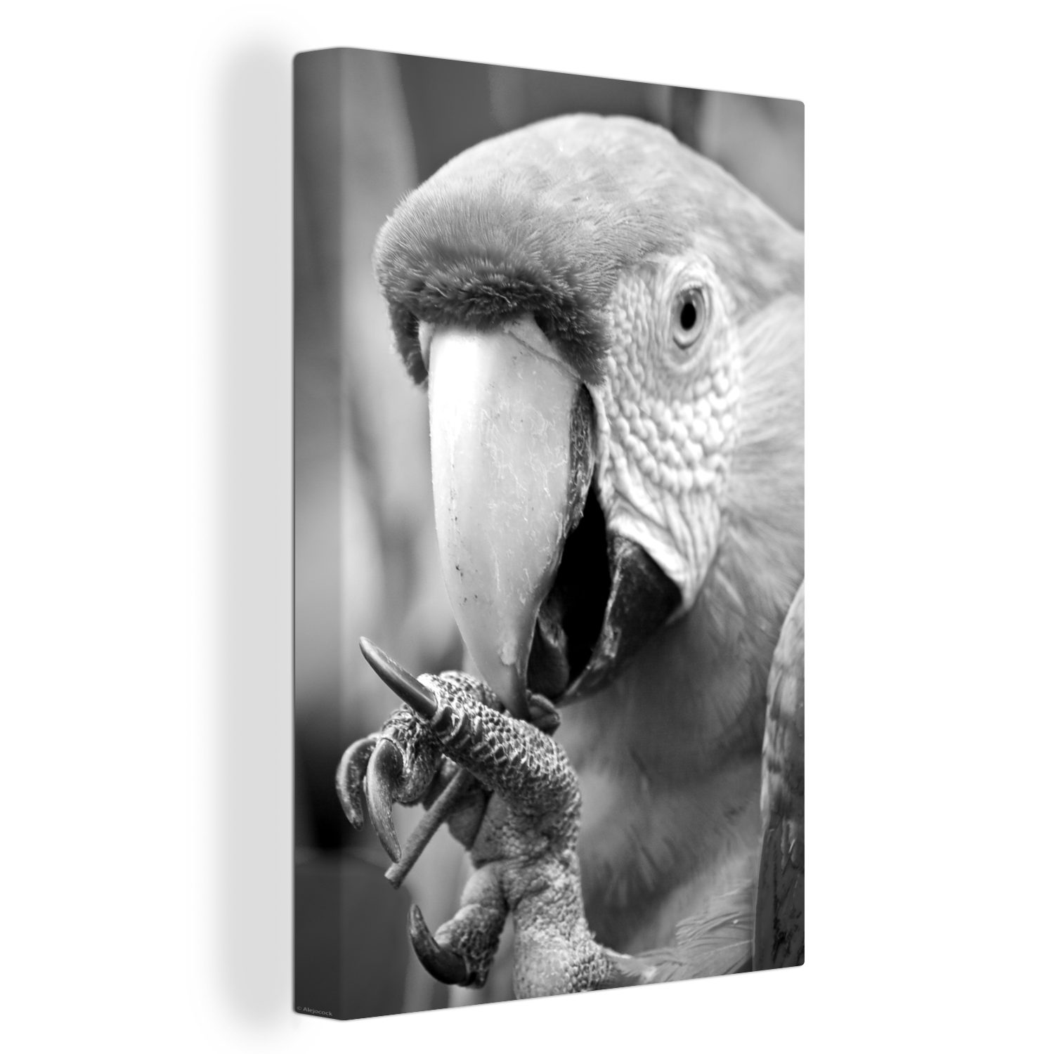 OneMillionCanvasses® Leinwandbild Nahaufnahme Kubanischer Ara Papagei - schwarz und weiß, (1 St), Leinwandbild fertig bespannt inkl. Zackenaufhänger, Gemälde, 20x30 cm