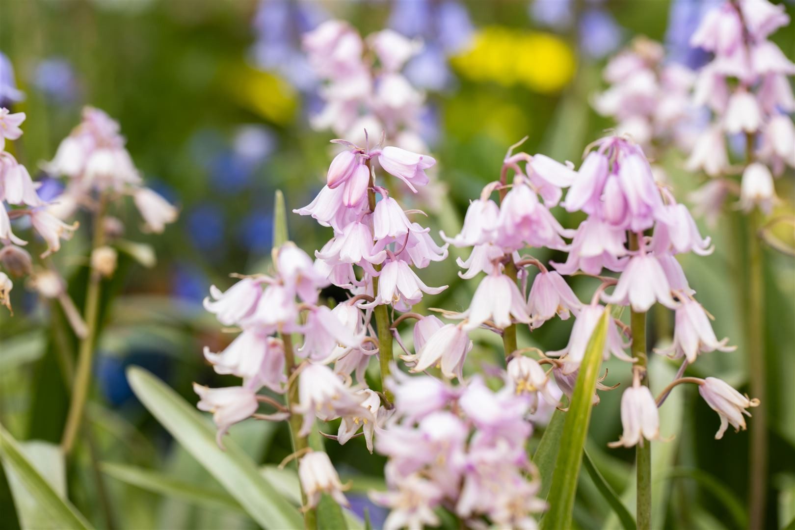 Pflanzen für Dich Staude Hyacinthoides hisp. Rose Queen, 1 St., Spanisches Hasenglöckchen, Spanische Hyazinthe
