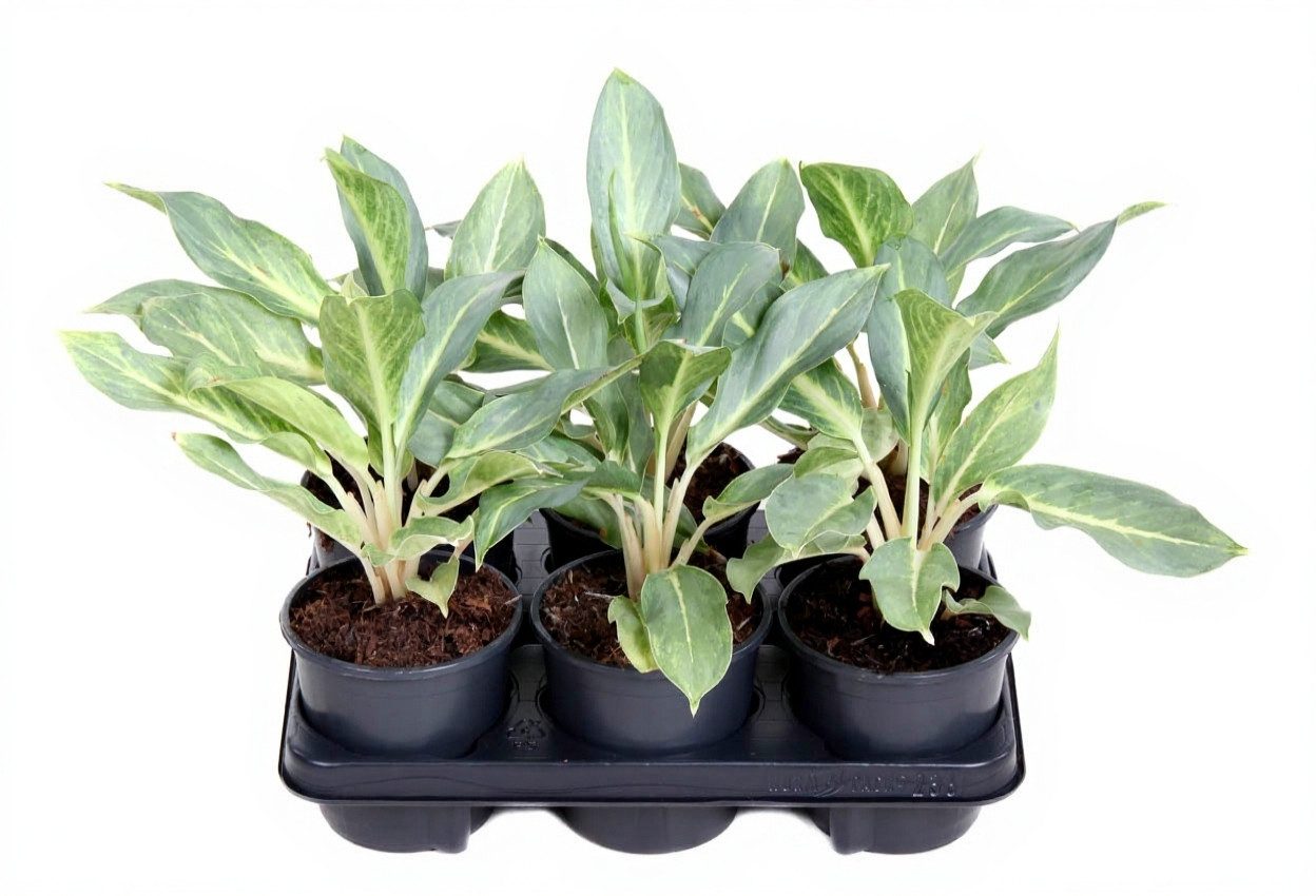 Pflanzen für Dich Zimmerpflanze Aglaonema Ghost, 1 St., silbrig-grün, luftreinigend