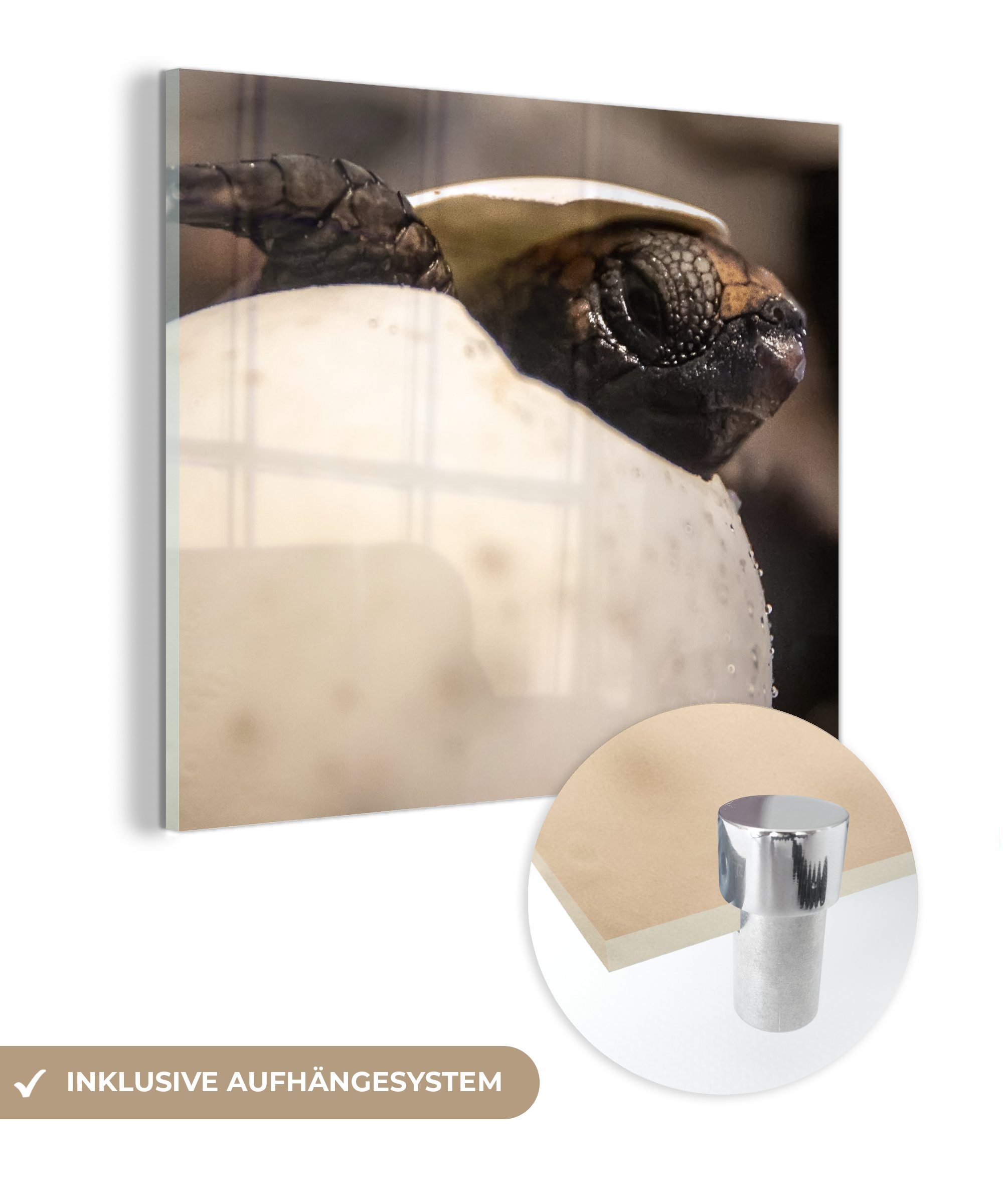MuchoWow Acrylglasbild Schildkröte - Baby - Ei, (1 St), Glasbilder - Bilder auf Glas Wandbild - Foto auf Glas - Wanddekoration