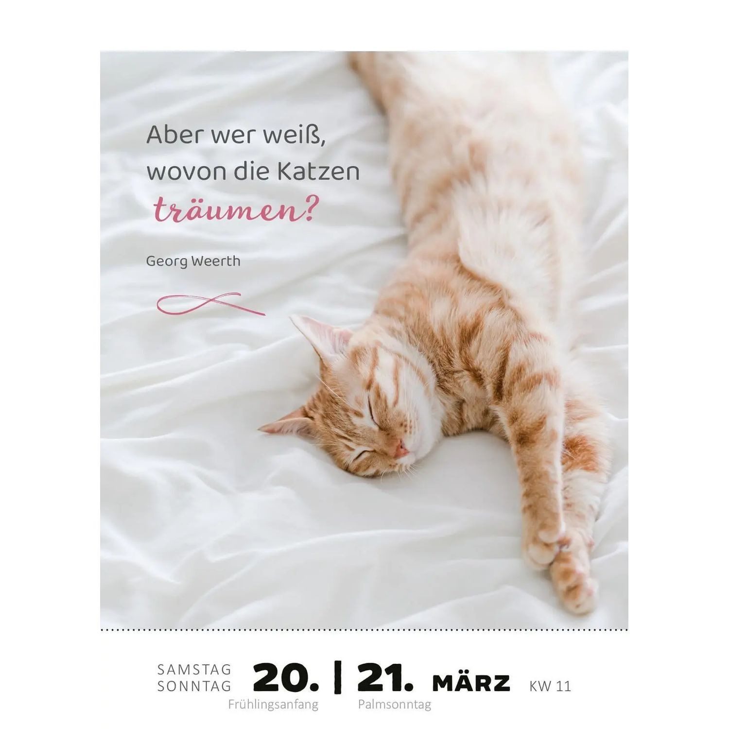 Ars Edition Abreißkalender Abreißkalender Katzenweisheiten 2027