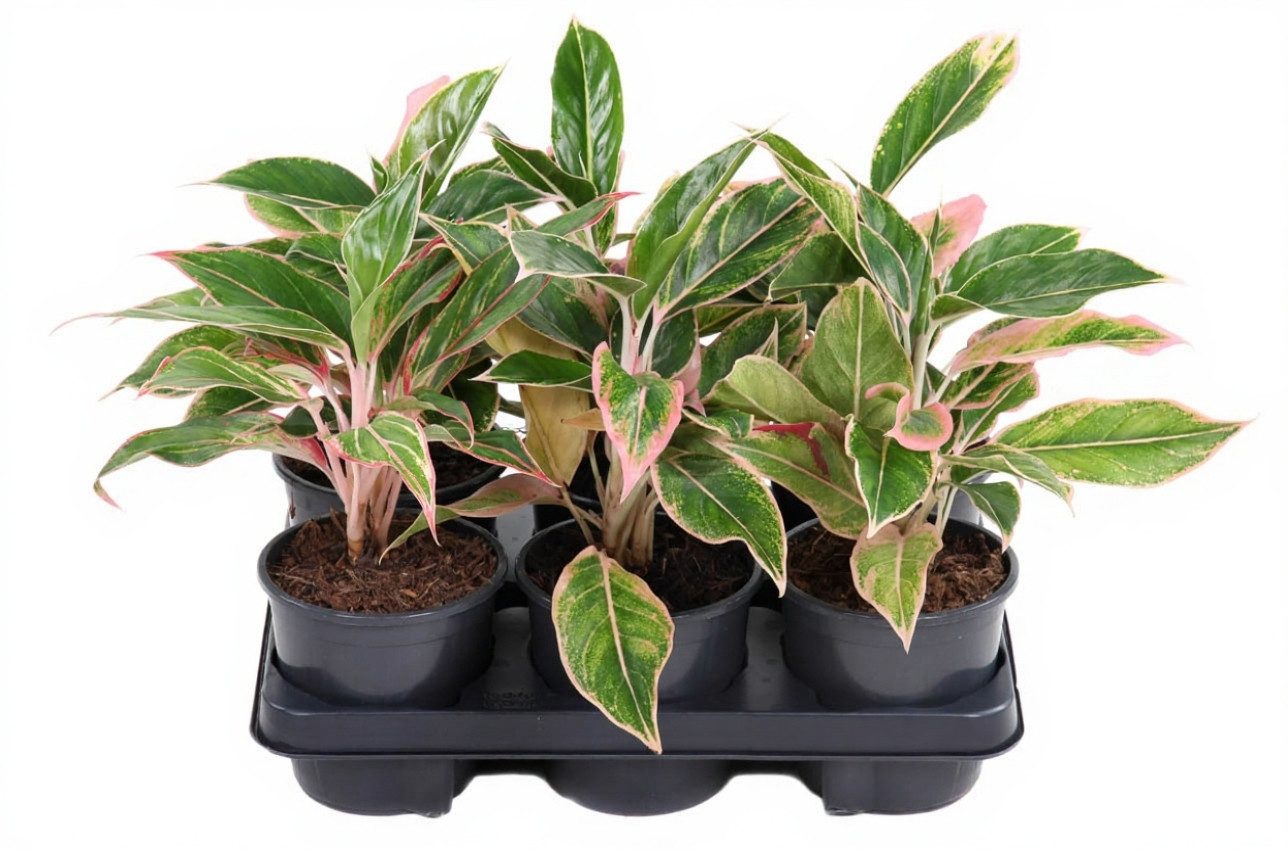 Pflanzen für Dich Zimmerpflanze Aglaonema Siam Pink, 1 St., rosa-grün, luftreinigend