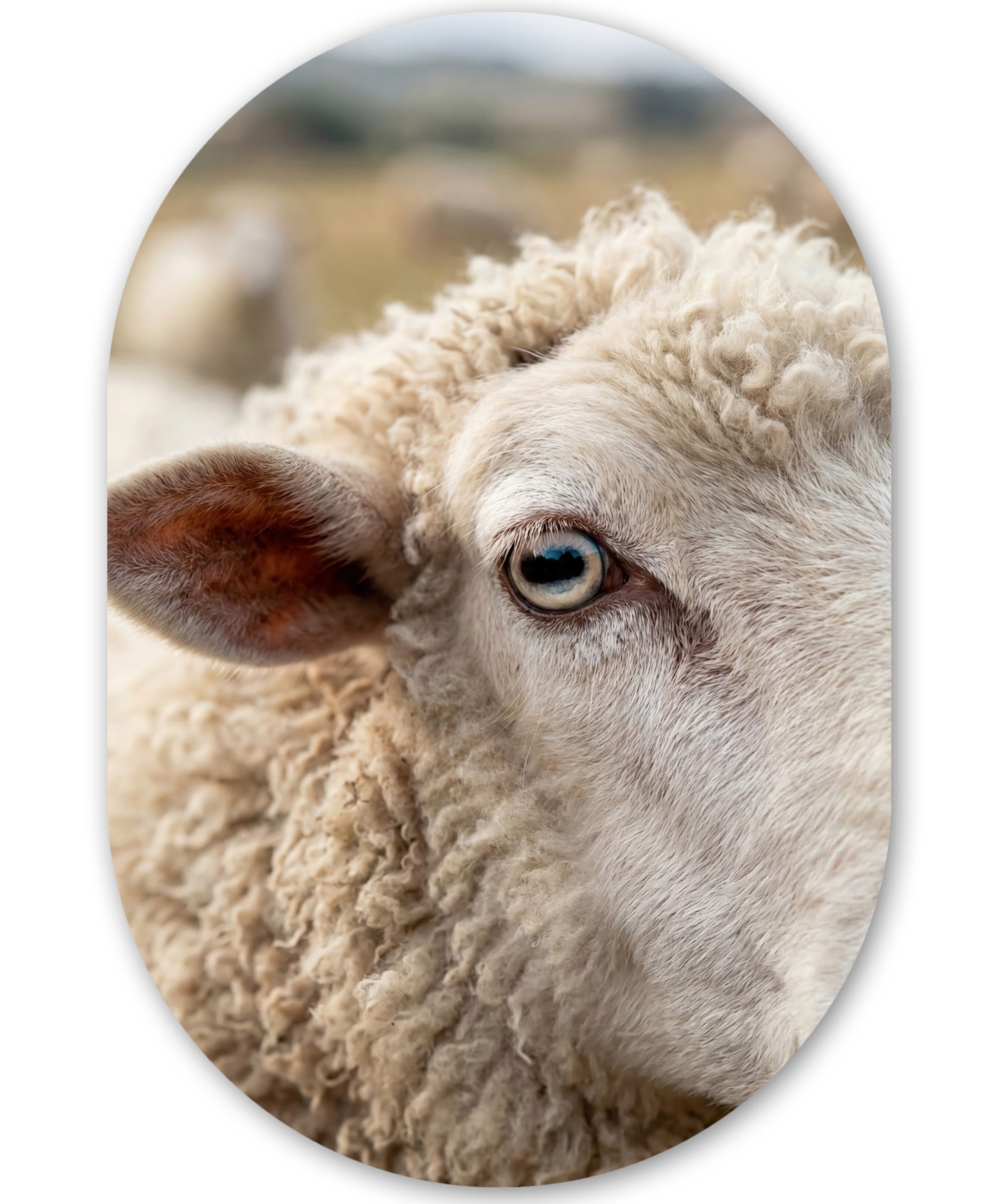 MuchoWow Gemälde Schaf - Auge - Weiß, Fotodruck (1 St), Wandbild Oval, Wohnzimmer oder Schlafzimmer Wanddekoration, 40x60 cm