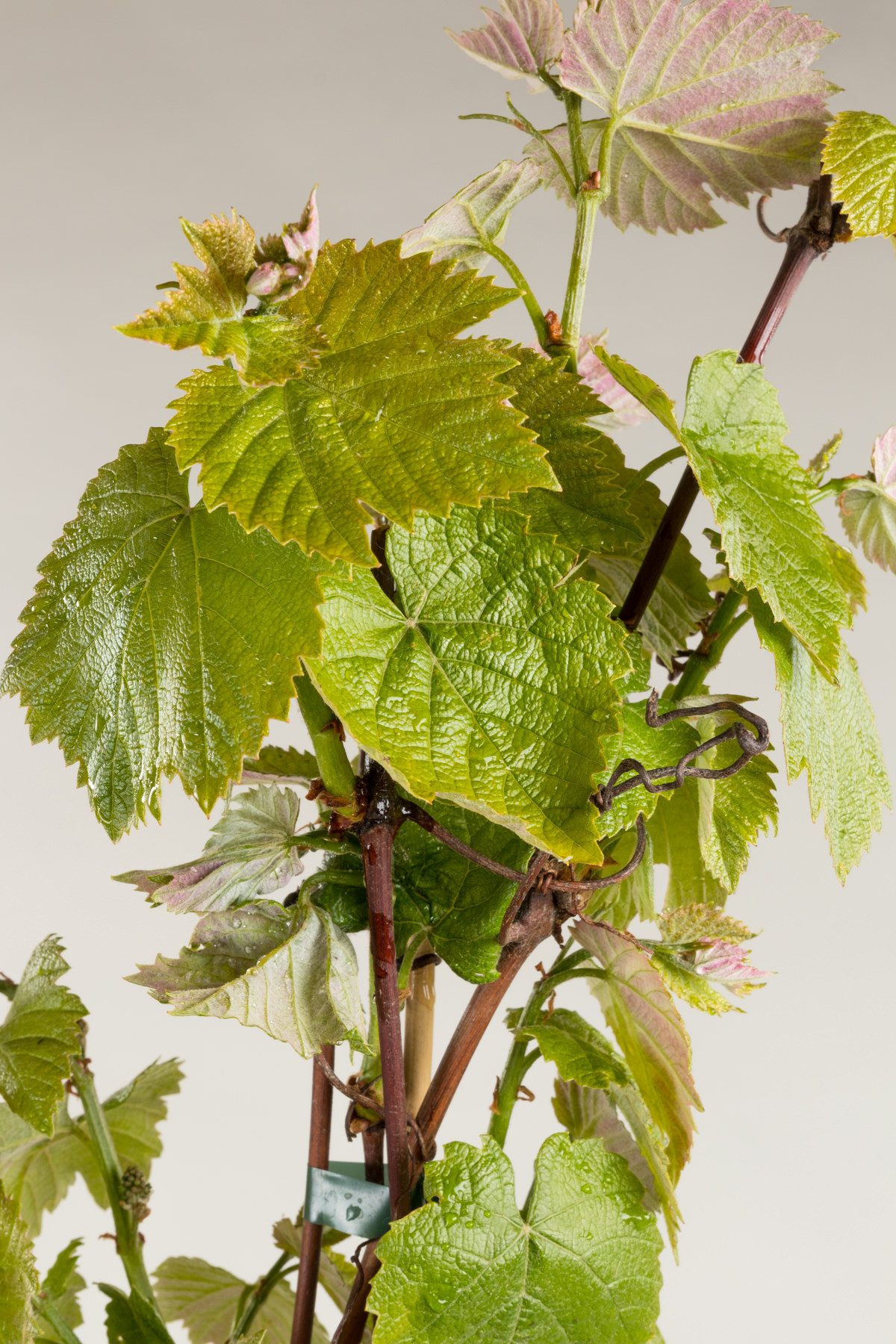Garten von Ehren Obstpflanze Vitis Isabella / Erdbeertraube Containerware 80-100 cm  hoch
