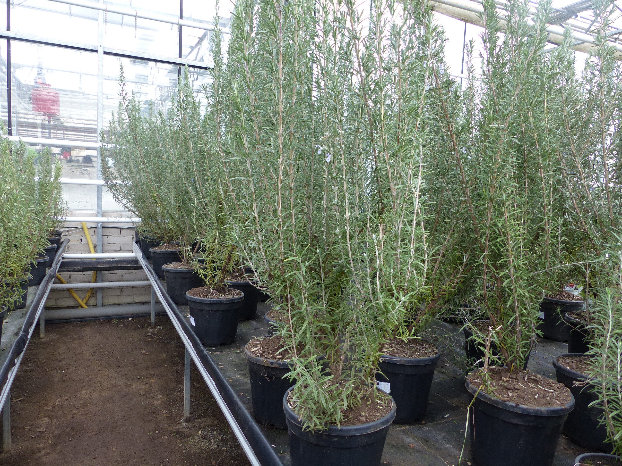 gruenwaren jakubik Gemüsepflanze echter Rosmarin Officinalis 100 - 120 cm Höhe, XXL Busch Ø 30+ cm