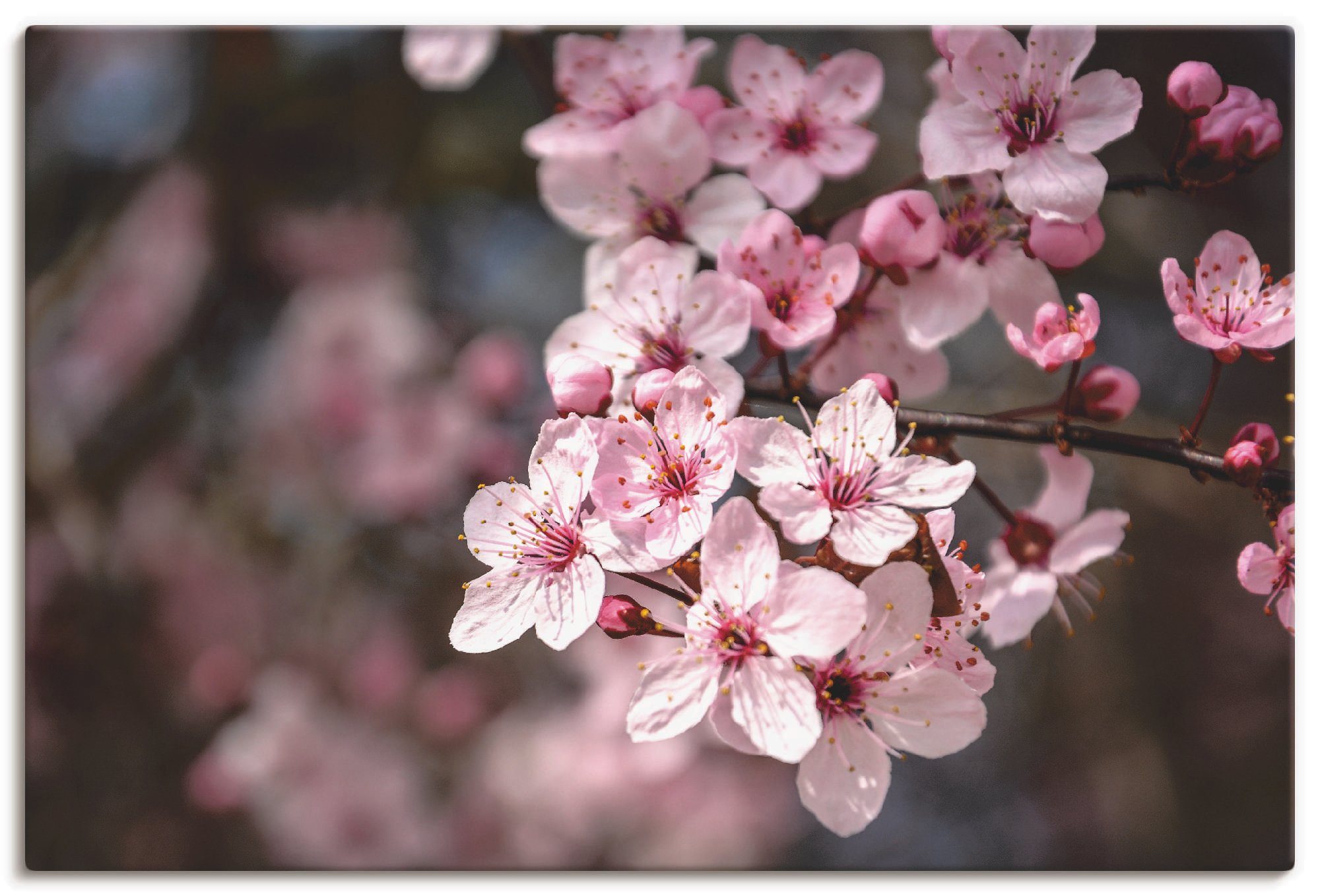 Artland Wandbild Kirschblüten Nahaufnahme im Sonnenlicht, Blumen (1 St), als Alubild, Leinwandbild, Wandaufkleber oder Poster in versch. Größen