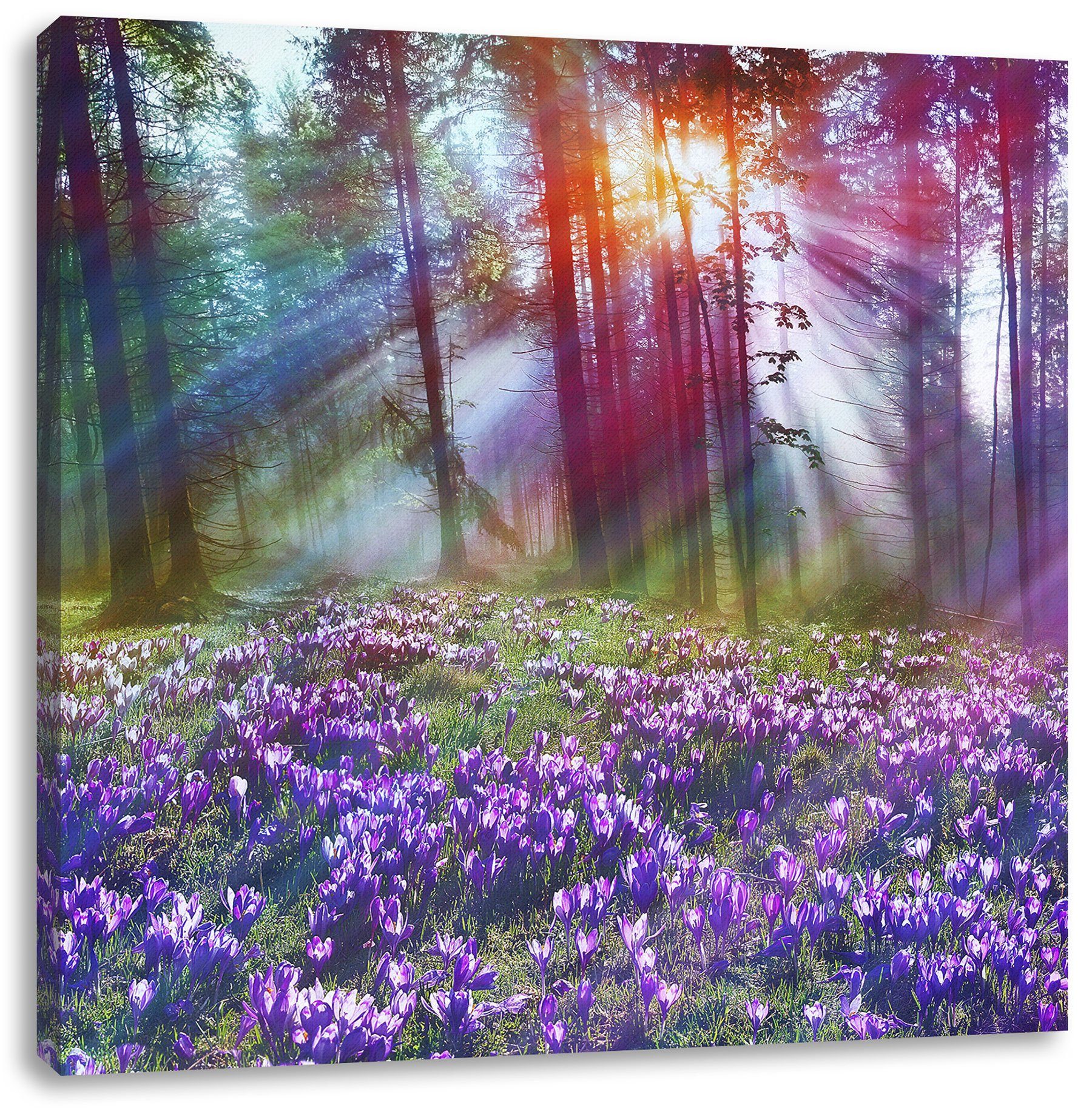 Pixxprint Leinwandbild Krokusse im Wald, Krokusse im Wald (1 St), Leinwandbild fertig bespannt, inkl. Zackenaufhänger