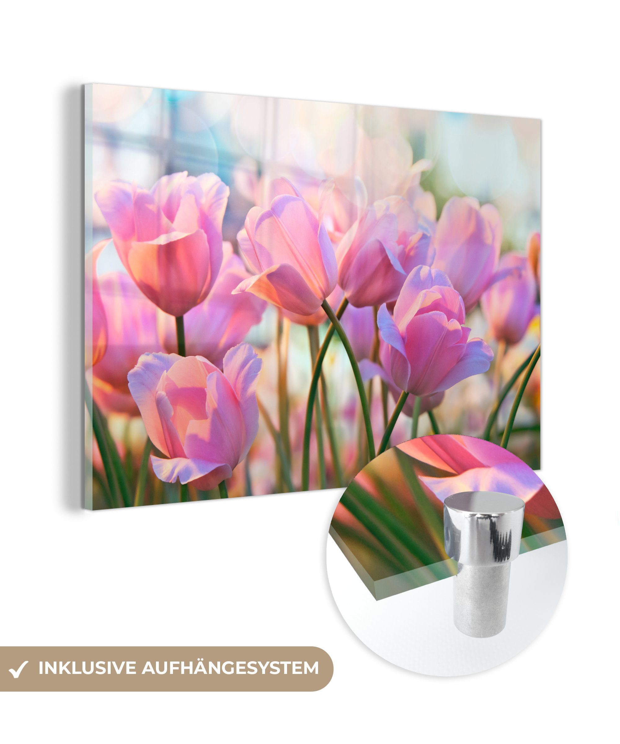 MuchoWow Acrylglasbild Tulpen - Rosa - Frühling, (1 St), Acrylglasbilder Wohnzimmer & Schlafzimmer