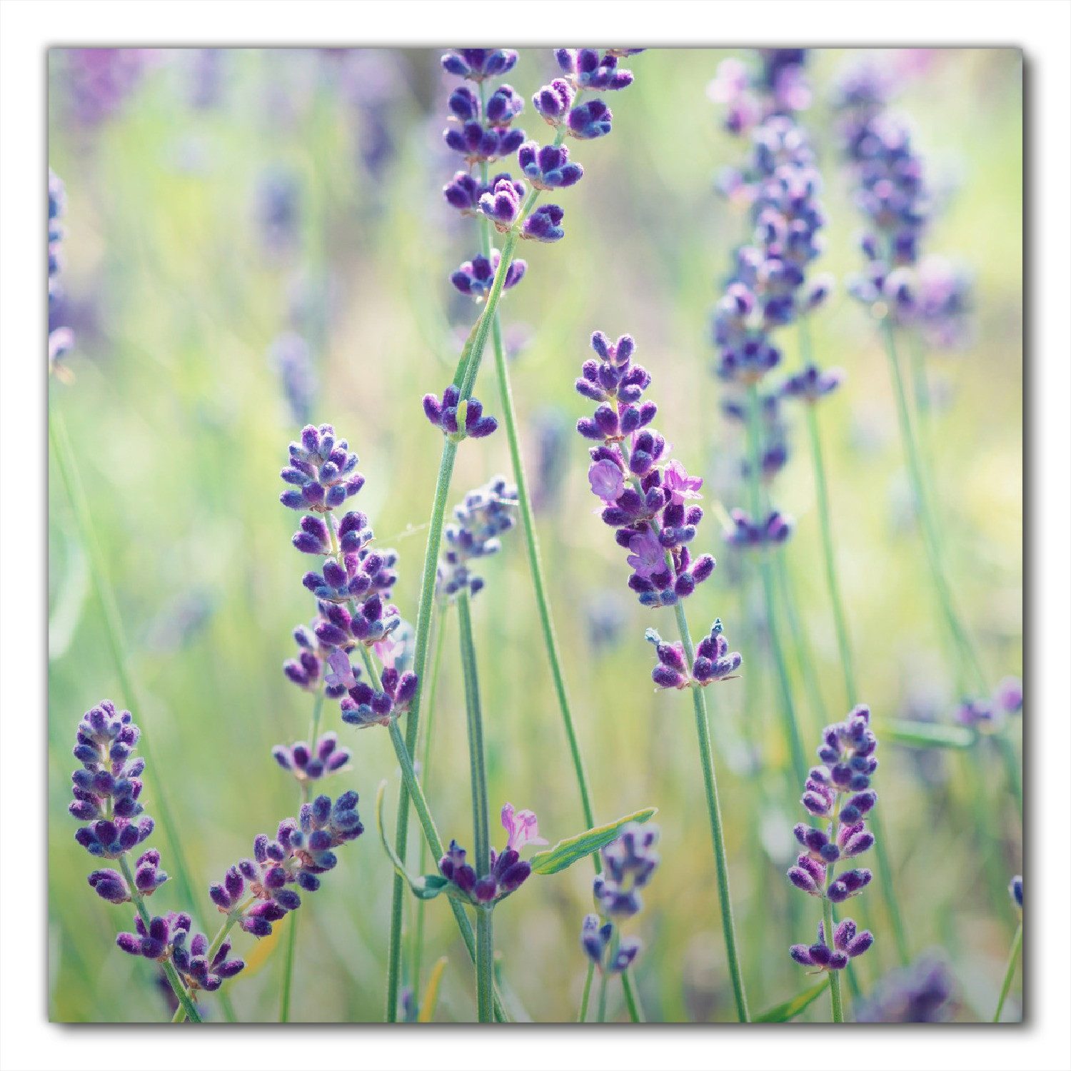Wallario Möbelfolie Lila Blumenfreude - Violette Pflanzen auf der Wiese