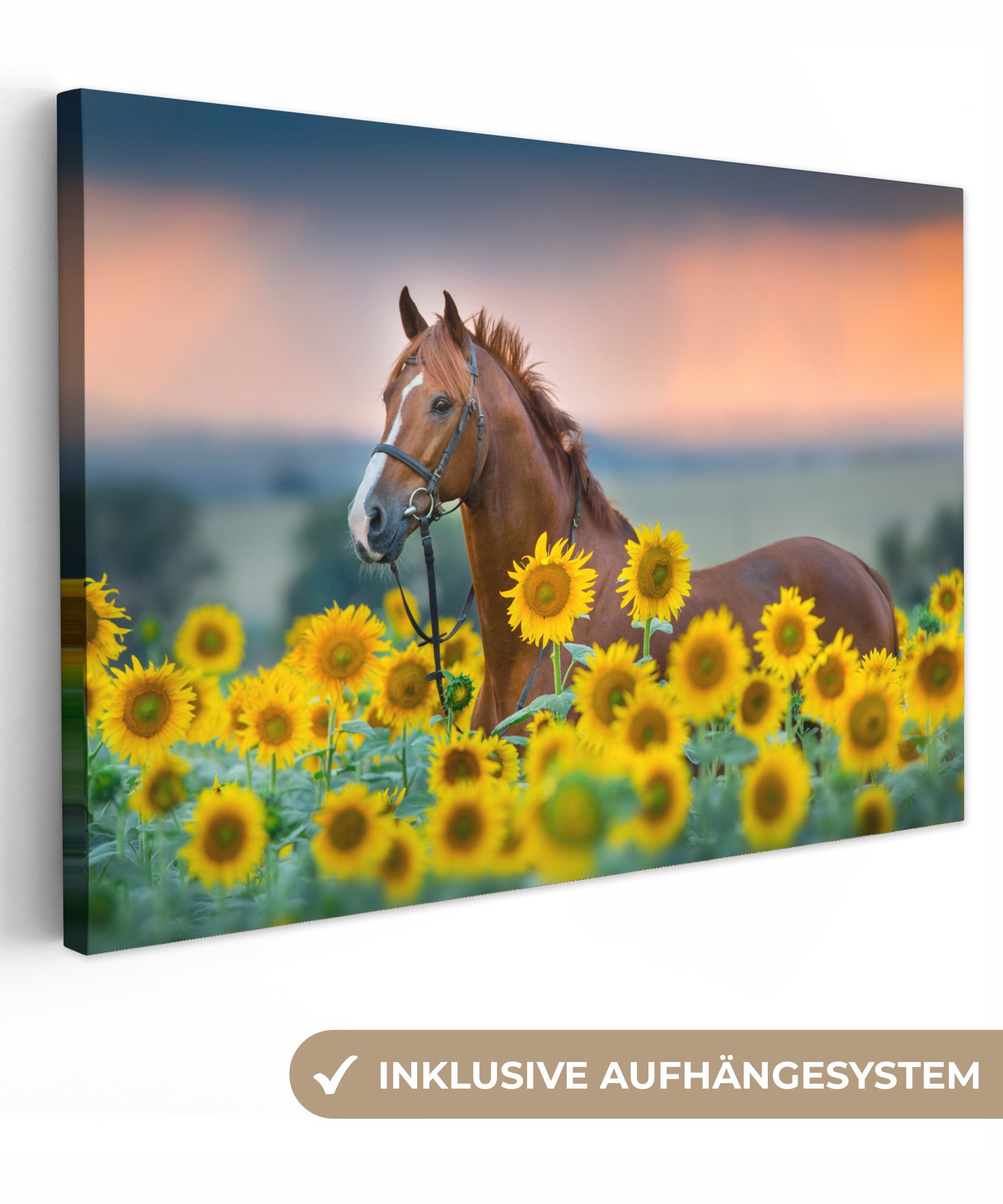 OneMillionCanvasses® Leinwandbild Pferd - Sonnenblume - günstig online kaufen