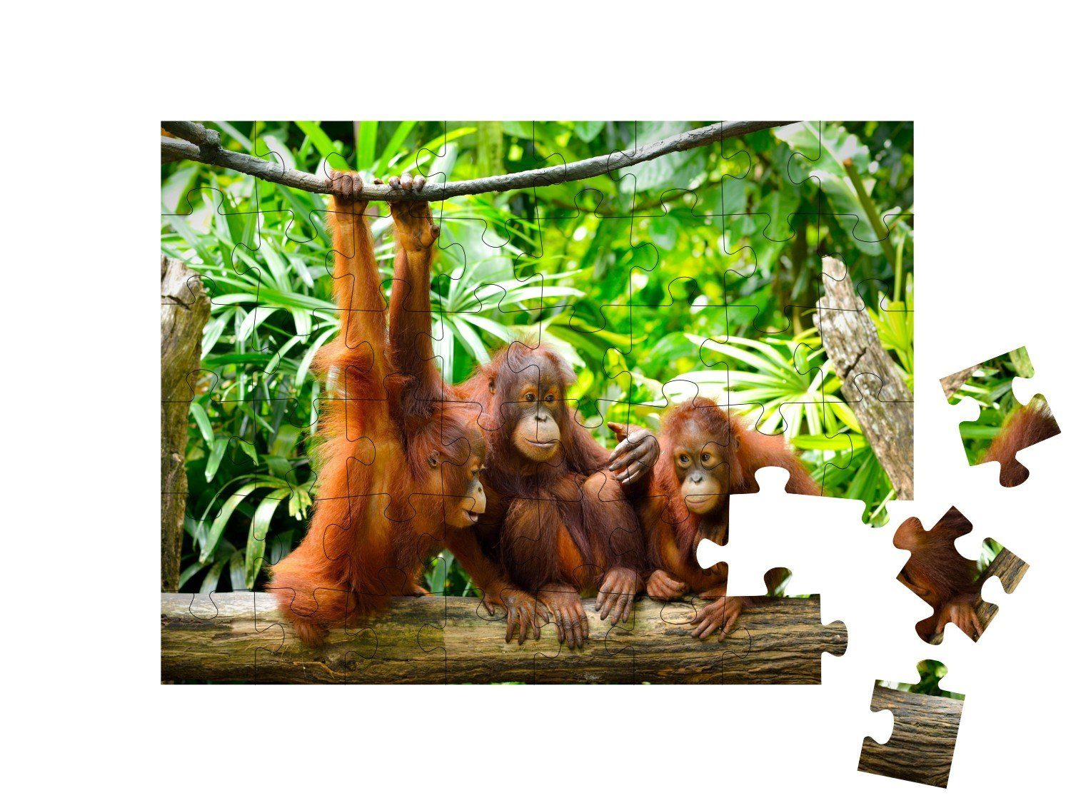 puzzleYOU Puzzle Nahaufnahme von 48 Puzzleteile, Orang-Utans, Tiere puzzleYOU-Kollektionen