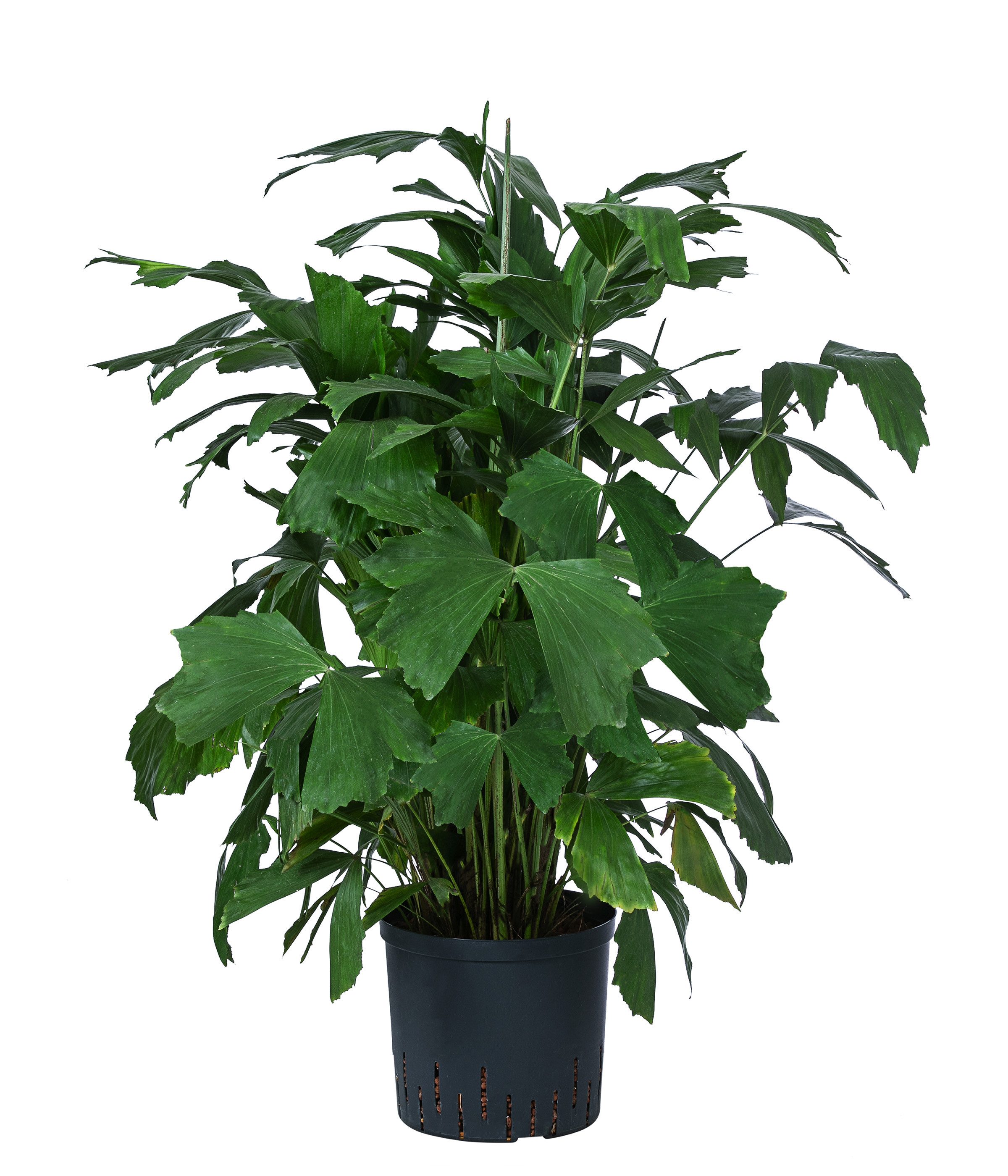 Dehner Zimmerpflanze Fischschwanzpalme, Caryota mitis, in Hydrokultur, ca. 90 cm, inkl. Wasserstandsanzeiger, buschiger Wuchs