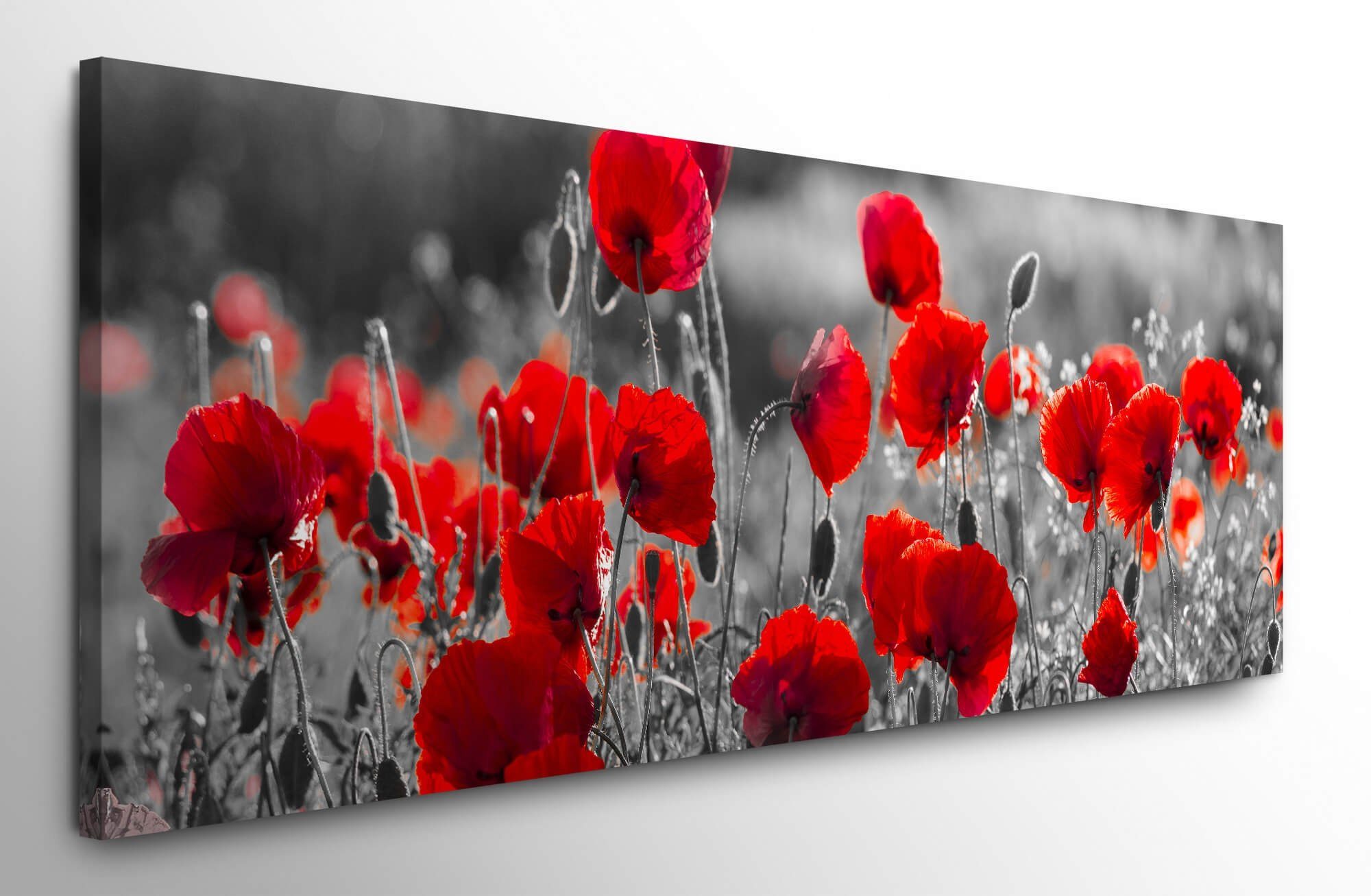 möbel-direkt.de Leinwandbild Bilder XXL Mohnblumen in günstig online kaufen