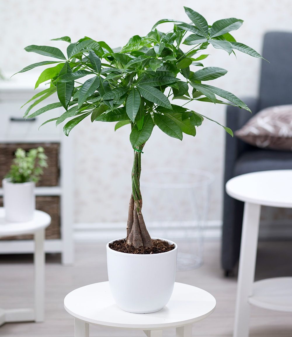 BALDUR Garten Zimmerpflanze Pachira 'Aquatica' ca. 60-70 cm hoch, 1 St., Glückskastanie, immergrün, pflegeleicht
