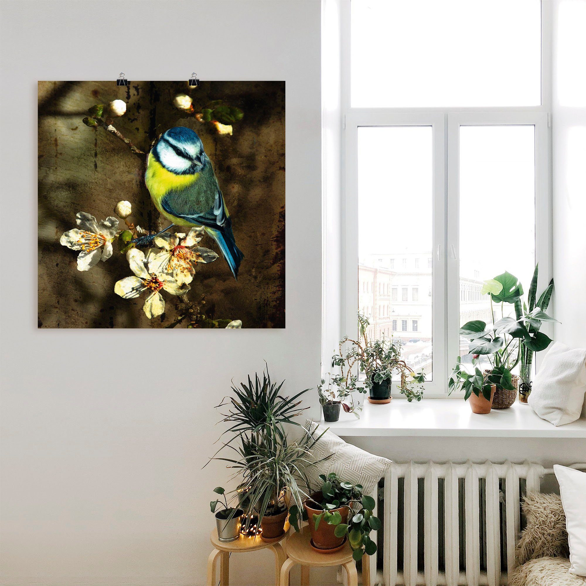 Vögel Artland in Leinwandbild, (1 als Größen Wandaufkleber auf Kirschzweig, oder Poster St), Alubild, Wandbild versch. Blaumeise