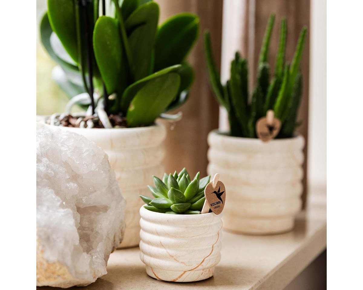 Thumbnail - Exotenherz Zimmerpflanze Set Phalaenopsis Orchidee Lausanne und Sukkulente+Ziertöpfe+Tablett