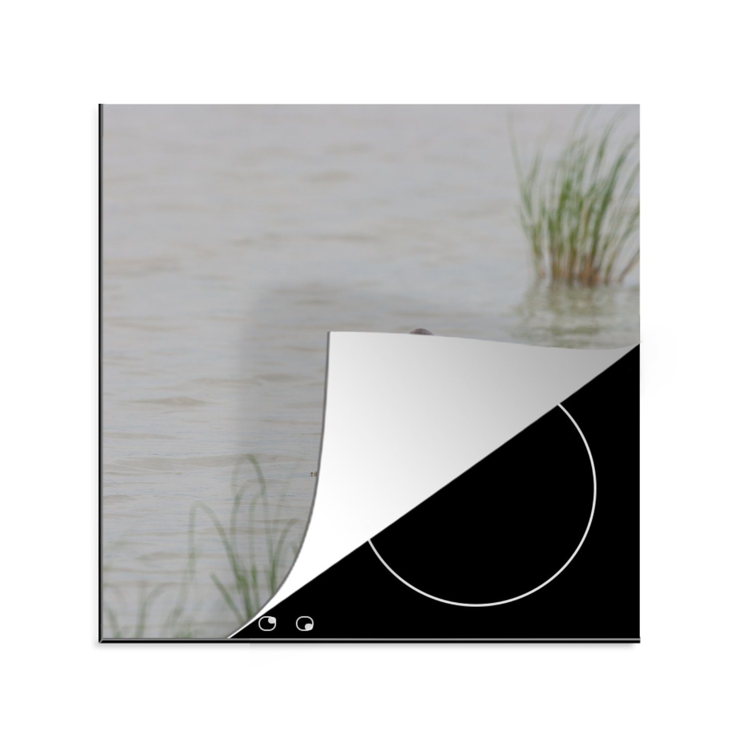 MuchoWow Herdblende-/Abdeckplatte Schwarzkehlchen watend im flachen Wasser, Vinyl, (1 tlg), 78x78 cm, Ceranfeldabdeckung, Arbeitsplatte für küche