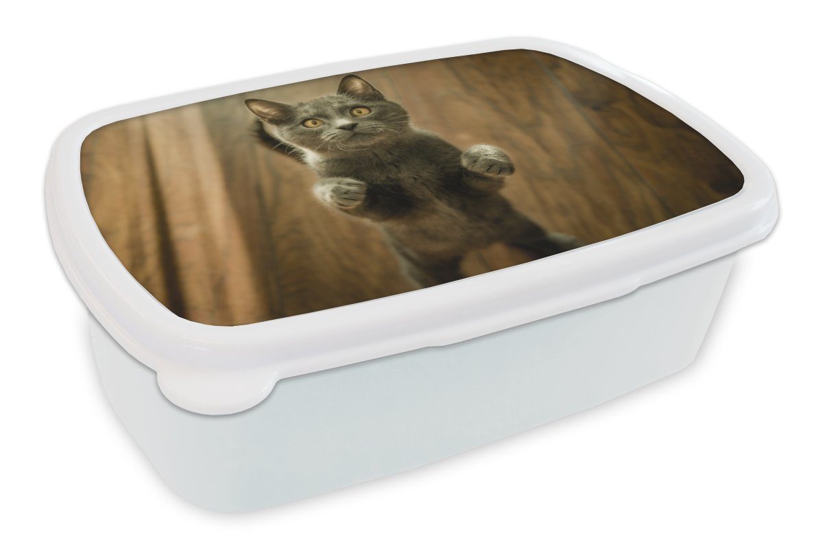 MuchoWow Lunchbox Katzen - Boden - Grau, Kunststoff, (2-tlg), Brotbox für Kinder und Erwachsene, Brotdose, für Jungs und Mädchen weiß