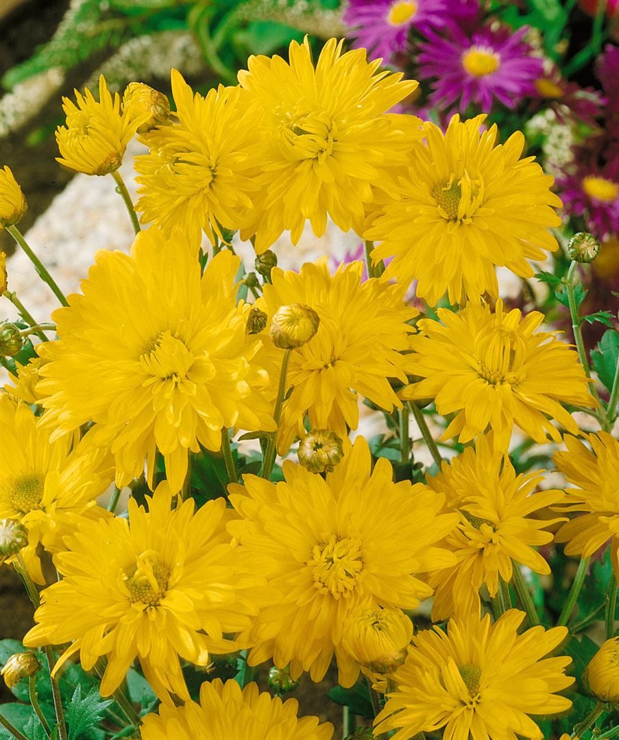 Pflanzen für Dich Staude Chrysanthemum hort. Citrus, 1 St., Chrysantheme, Garten bei OTTO