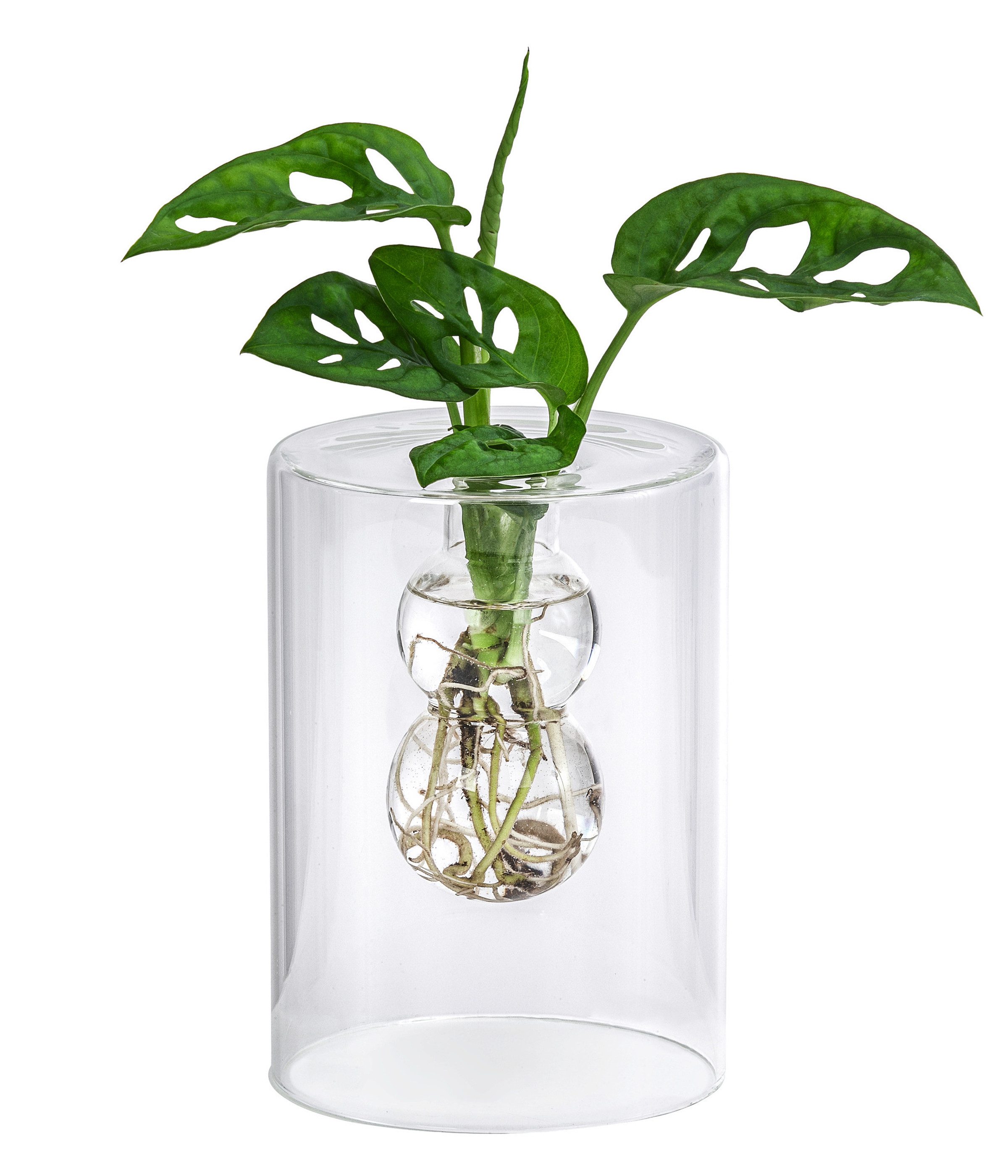 Dehner Zimmerpflanze Waterplant Fensterblatt, Monstera, im Glas, Monstera adansonii, Wasserpflanze im Glas