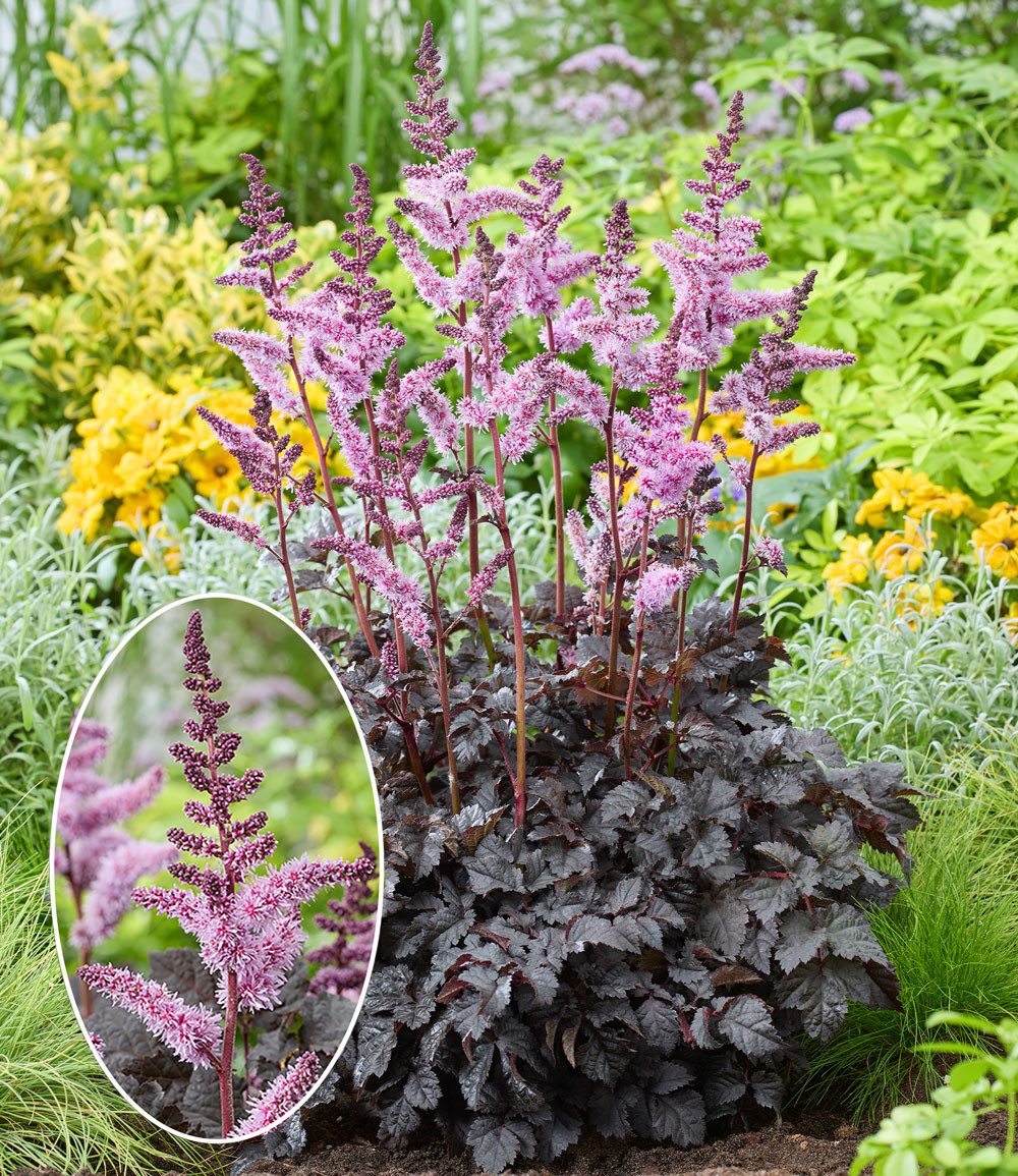 BALDUR Garten Staude Astilbe 'Dark Side of the Moon®', 1 St., Prachtspiere,winterhart, mehrjährig, pflegeleicht – Bild 3 von 3