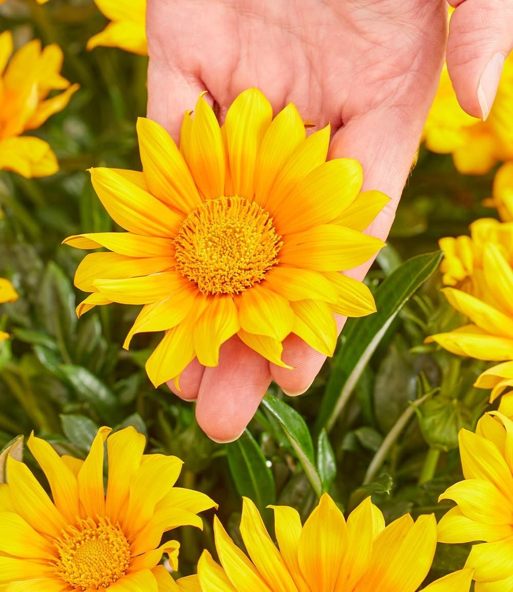 BALDUR Garten Bodendecker Gazanie 'Suncarpet®', 4 St., Trockenheitsverträglichkeit, genügsam, pflegeleicht