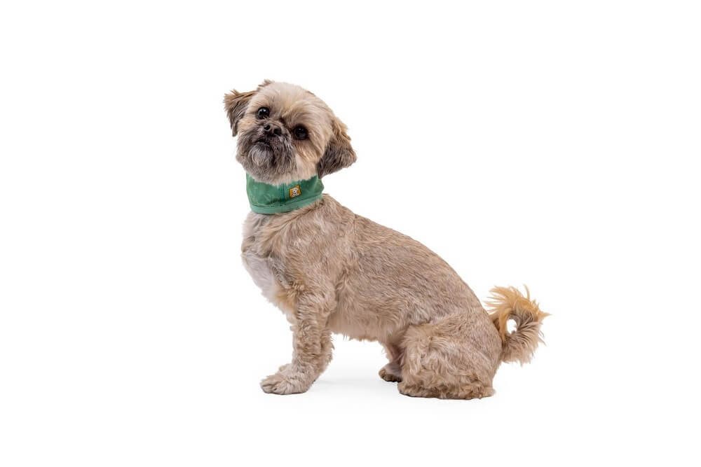 Thumbnail - Ruffwear Hunde-Halsband Swamp Cooler™ Neck Gaiter