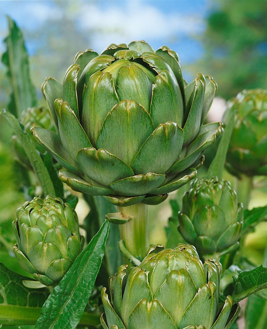Pflanzen für Dich Staude Cynara scolymus, 1 St., Artischocke