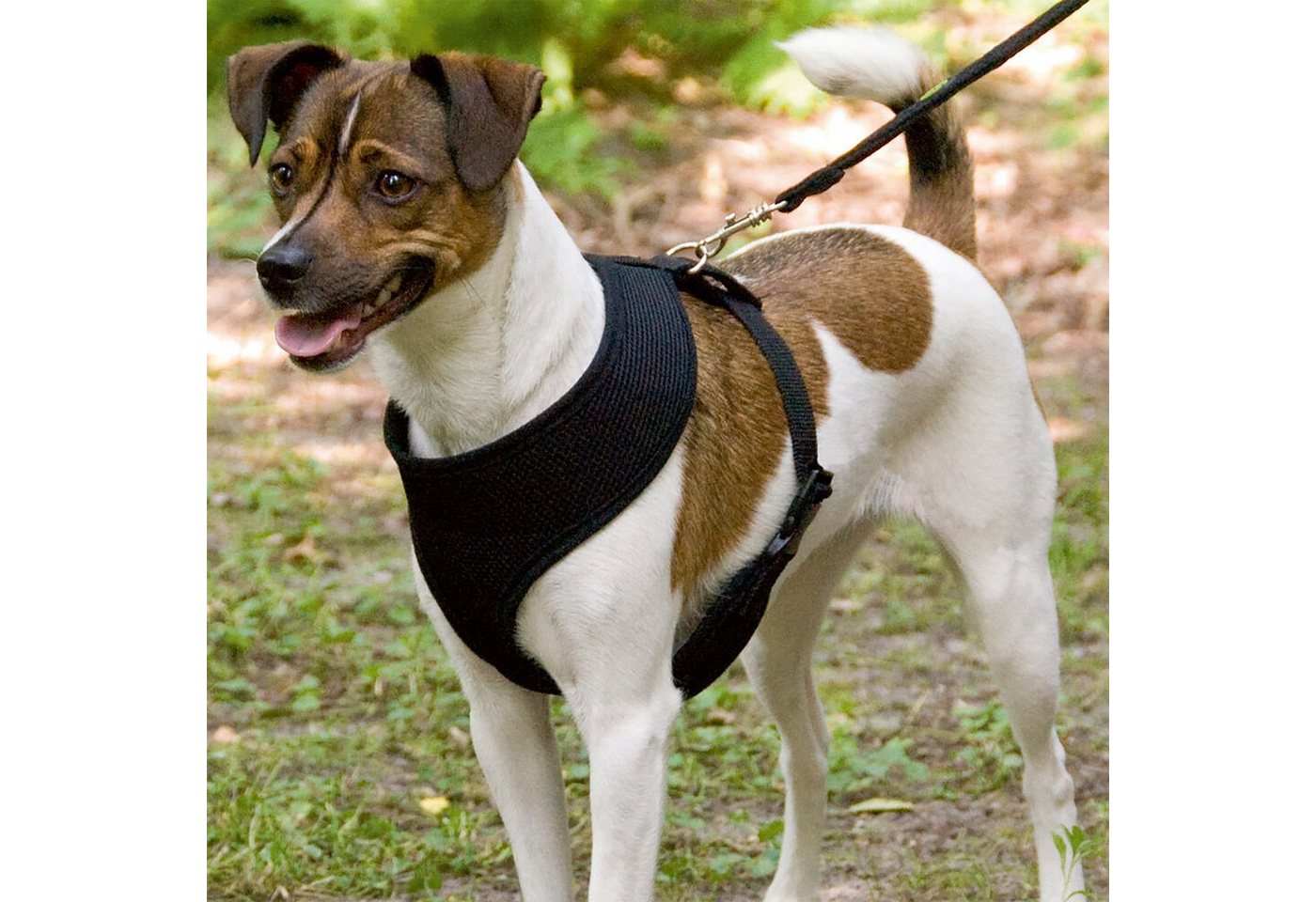 Thumbnail - Schecker Geschirr Mesh Original Leichtgeschirr - Hundegeschirr - schwarz, Mesh