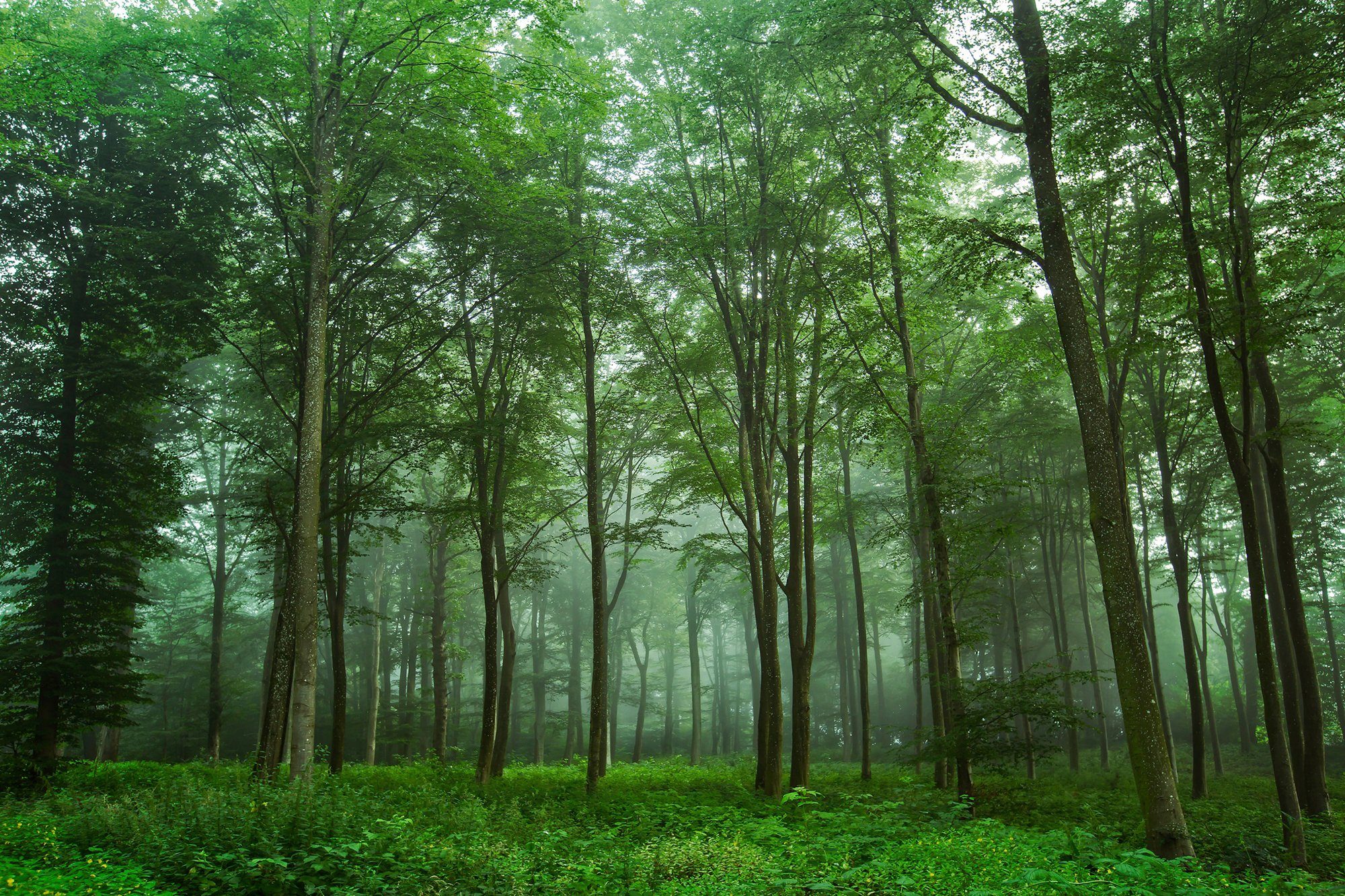 AUF Papermoon BLICK LONDAL, Photo-Art WALD Fototapete DEN LEIF