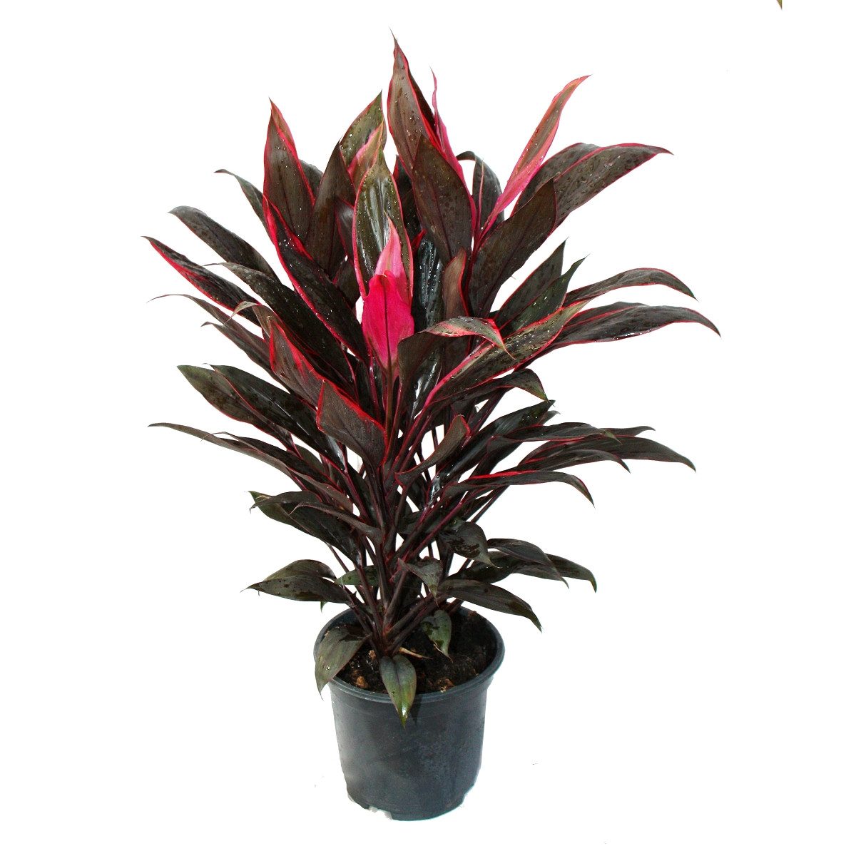 Exotenherz Zimmerpflanze Cordyline fruticosa, Keulenlilie, rot im 19cm Topf günstig online kaufen