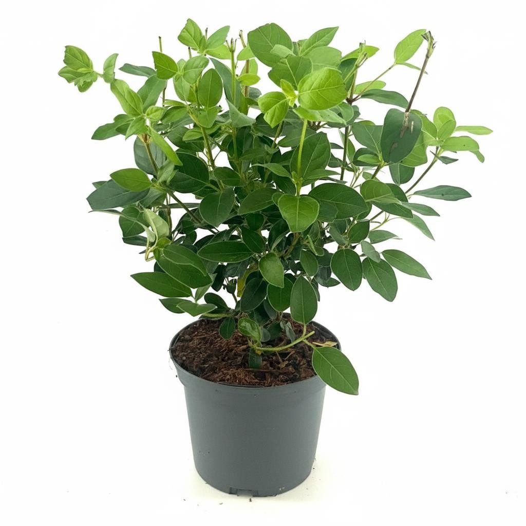 Pflanzen für Dich Gehölze Viburnum tinus Eve Price, 1 St., Lorbeer-Schneeball, Immergrüner Schneeball