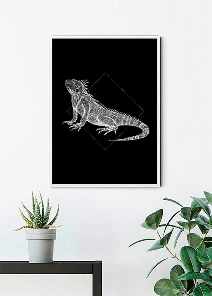 Komar Poster Iguana Black, Tiere (1 St), Kinderzimmer, Schlafzimmer,  Wohnzimmer | Poster